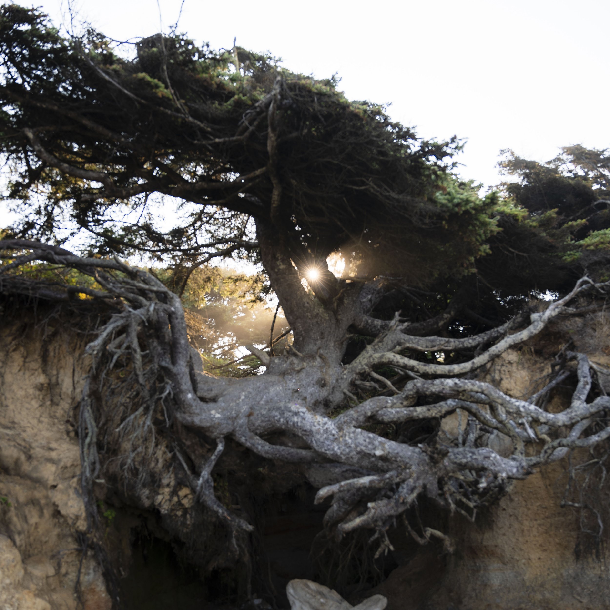 tree.jpeg