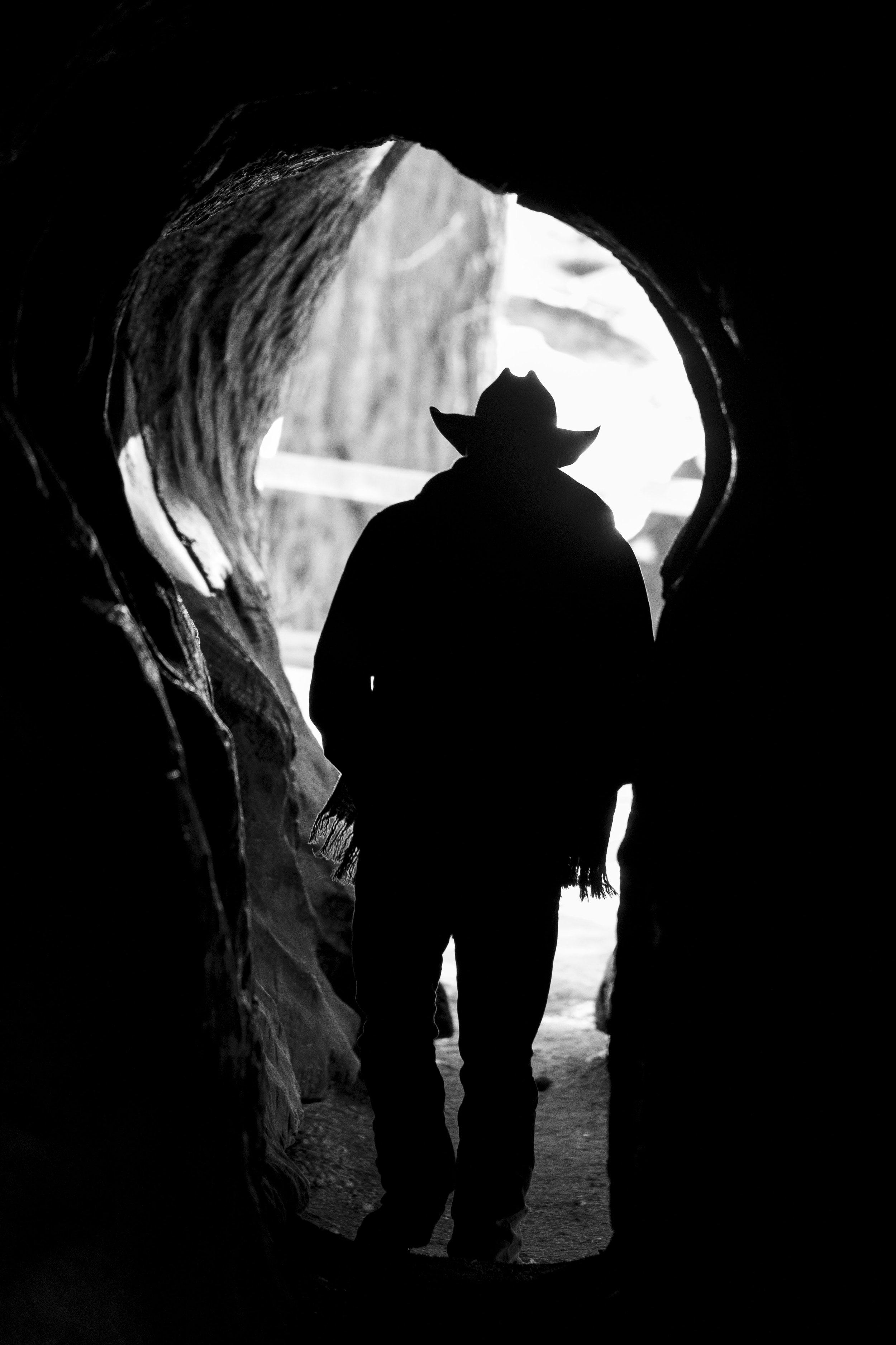 giant sequoia_1.jpeg