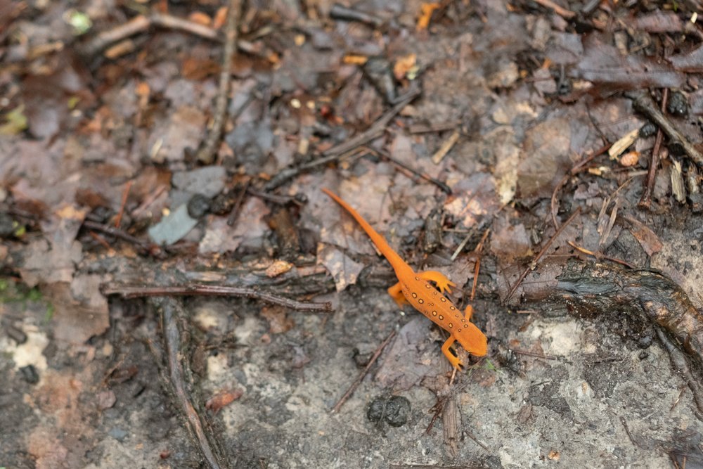 orange salamander GWNF.jpg