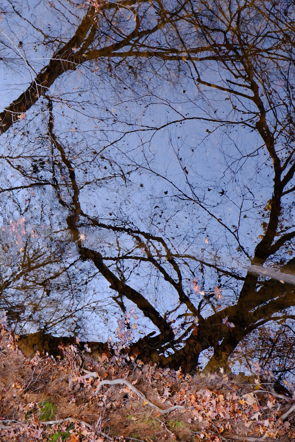 view down creek bank to reflections.jpg