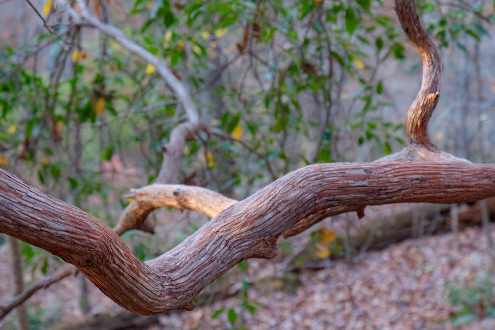 curving branch by trail.jpg