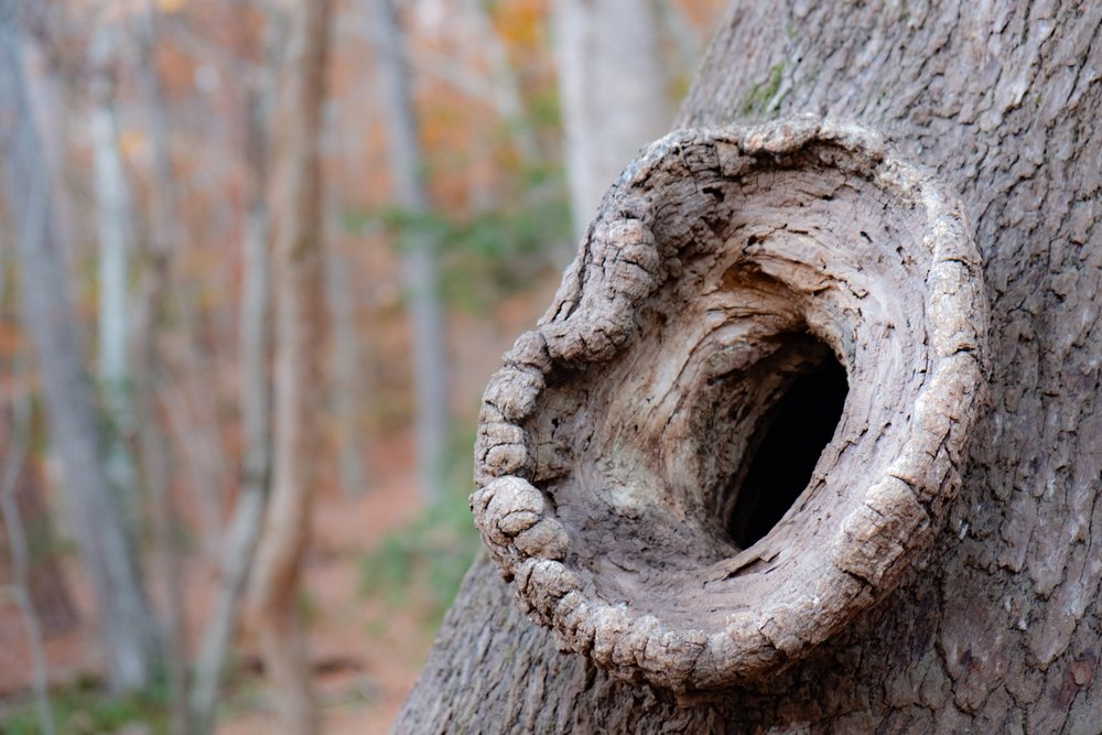 hole in tree.jpg