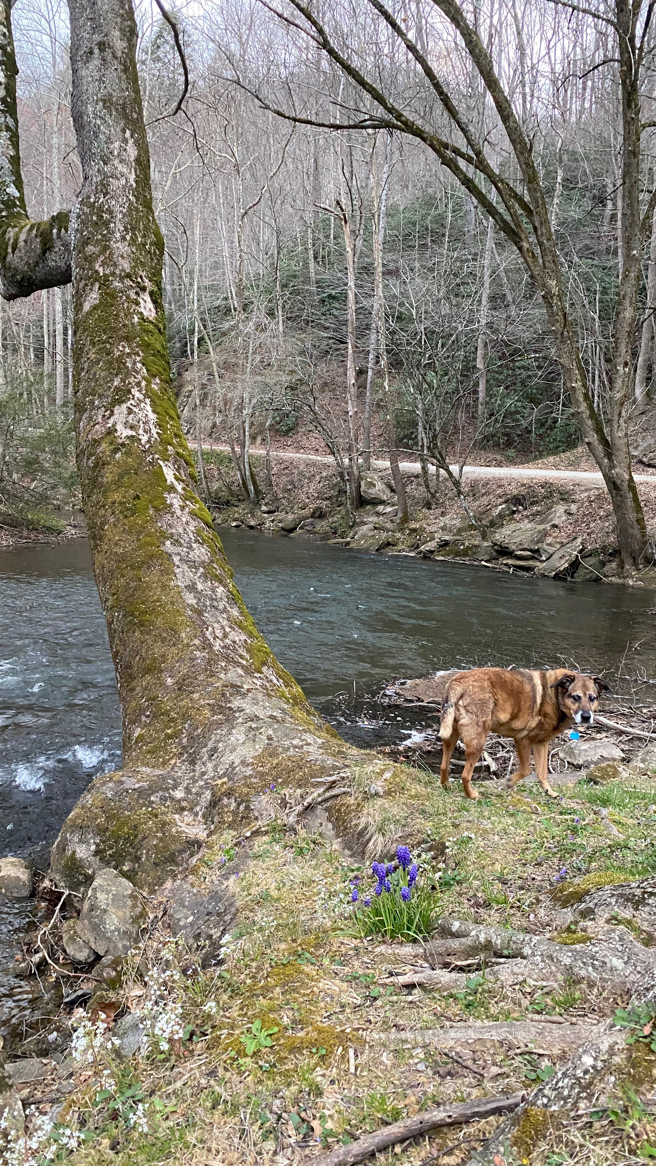 Opel by the river 2023 - 1.jpeg