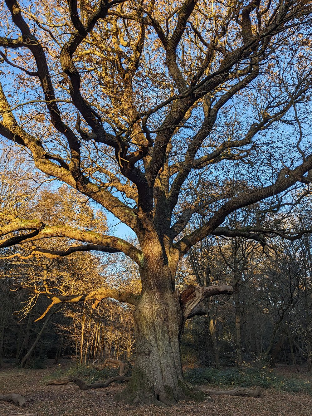 Majestic mature oak tree with sprawling branches and autumn foliage in a woodland setting