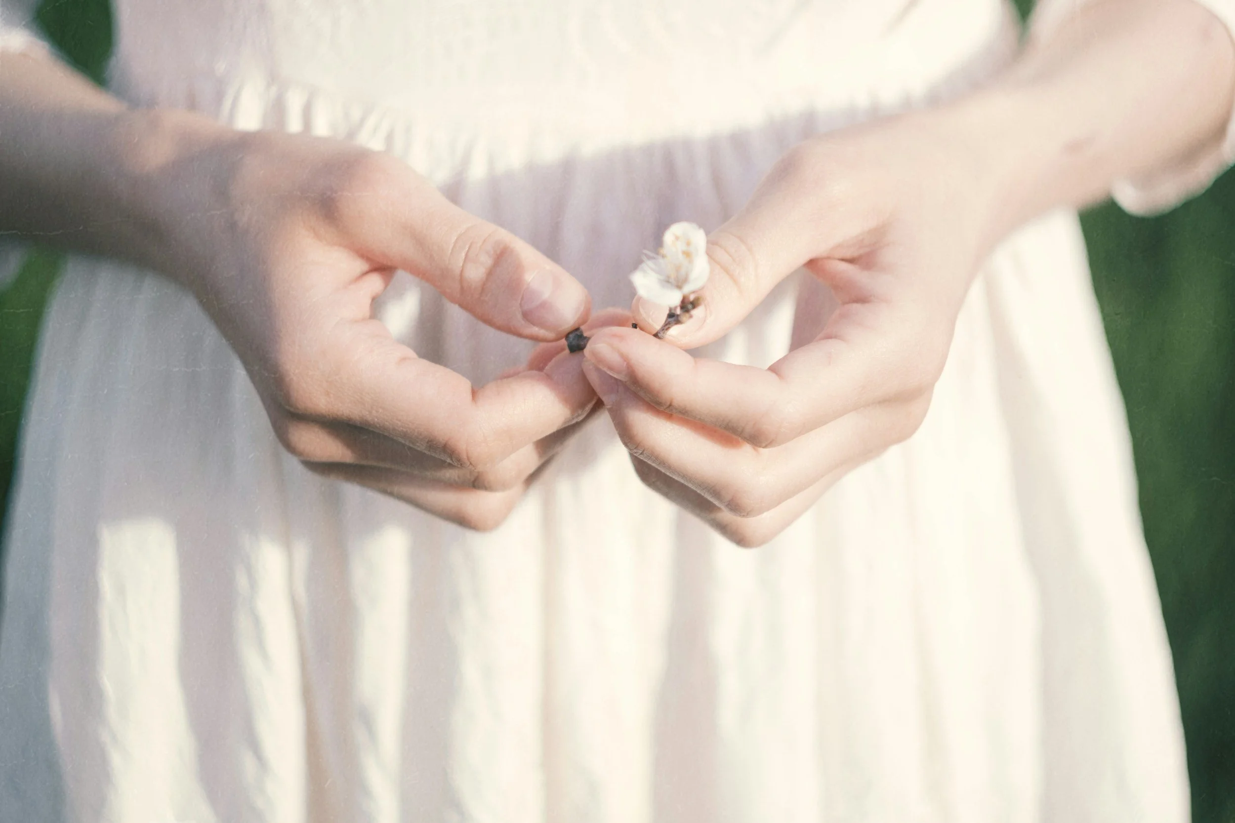 Close-up of a person holding a small white flower in their hands