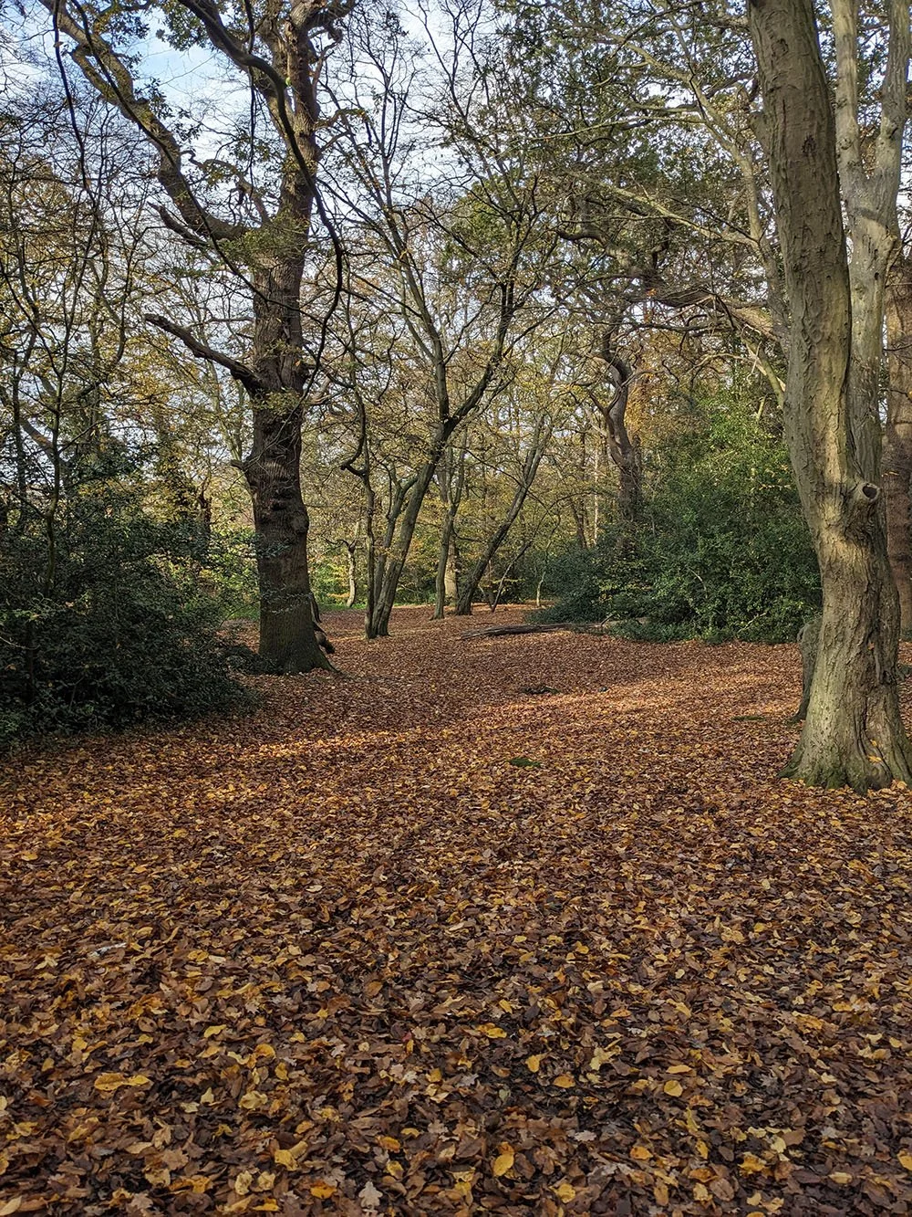 Leaf-covered woodland path winding through trees in autumn