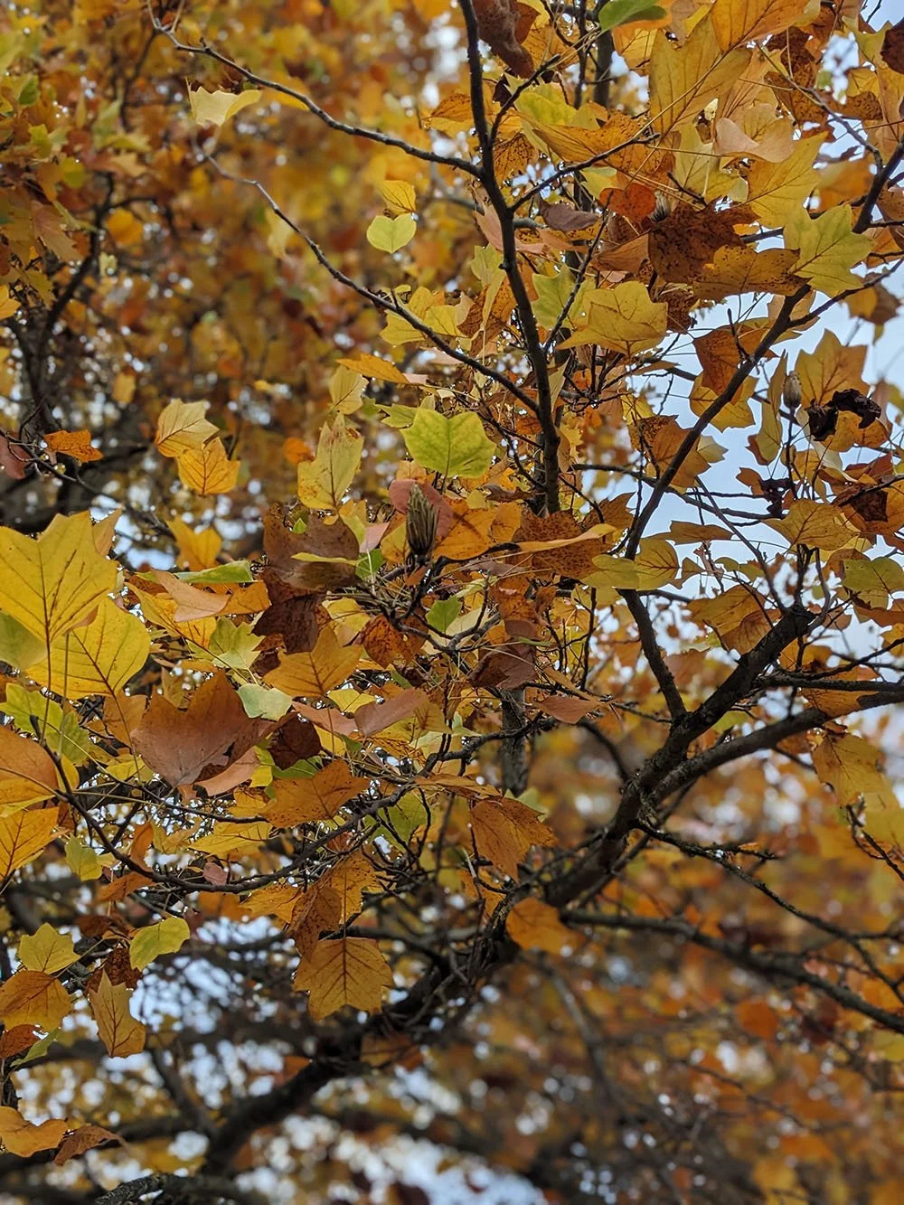 Close-up of golden yellow and orange autumn leaves covering tree branches against a softly blurred woodland background