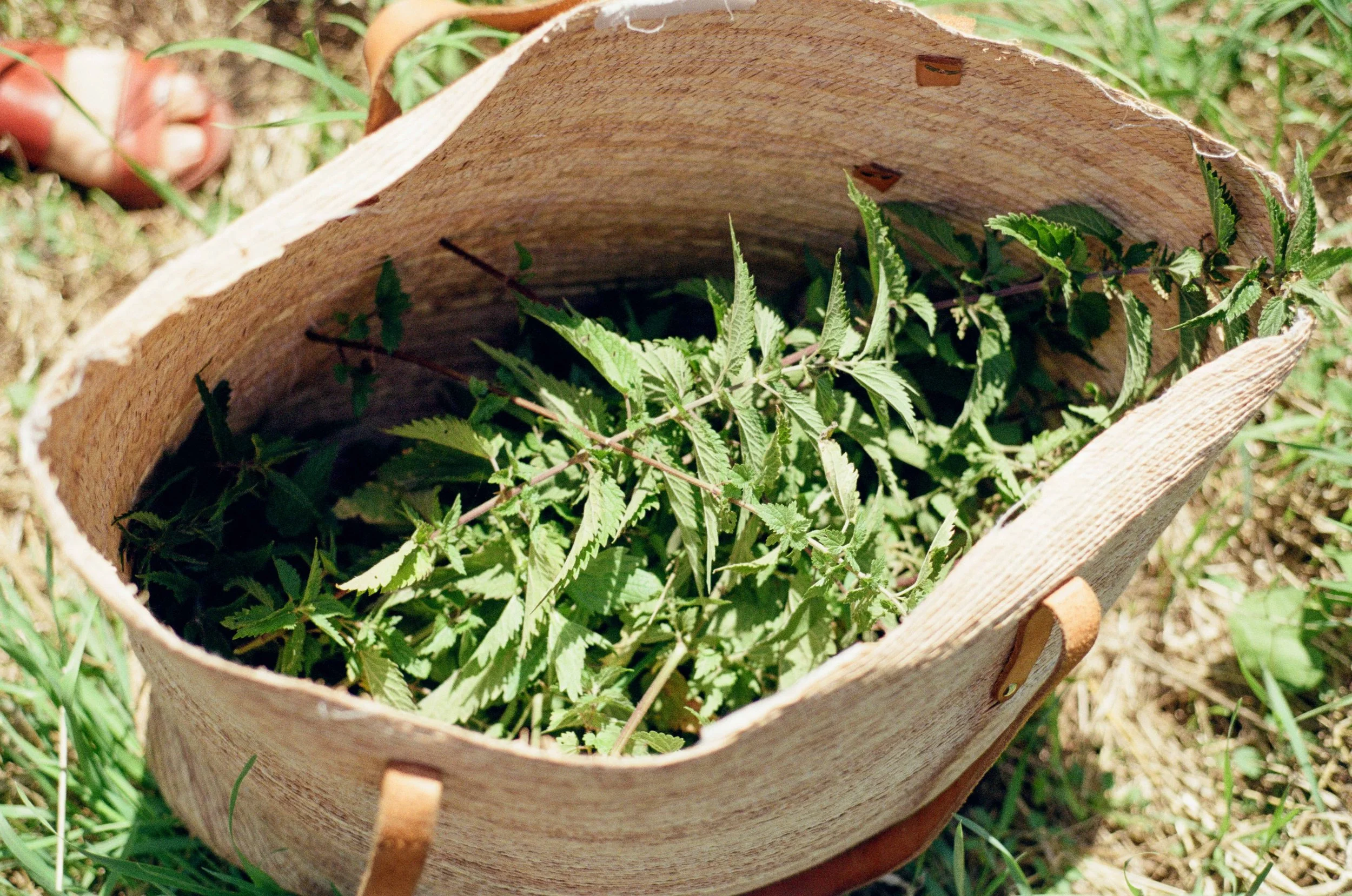 nettle MAISONSALVADORE_000002040020.jpeg