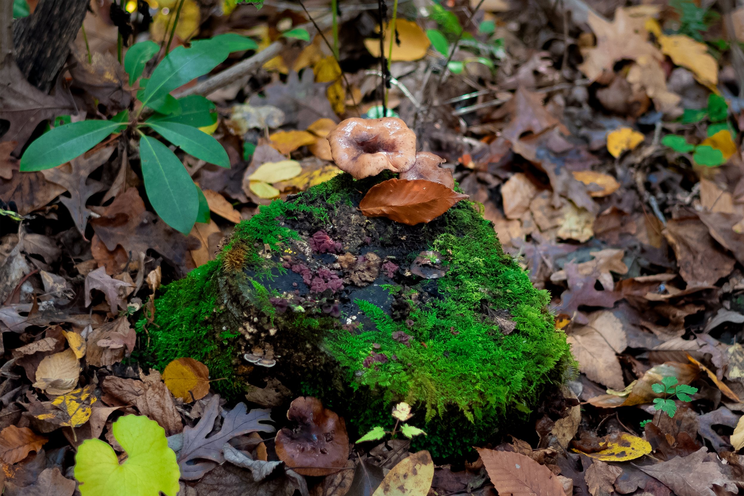 L1021685-Edit.jpg