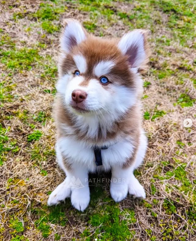 What does F1, F2, F3 pomsky mean? — Pathfinder Pomskies