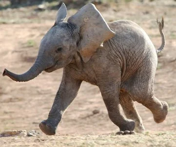 Elephants