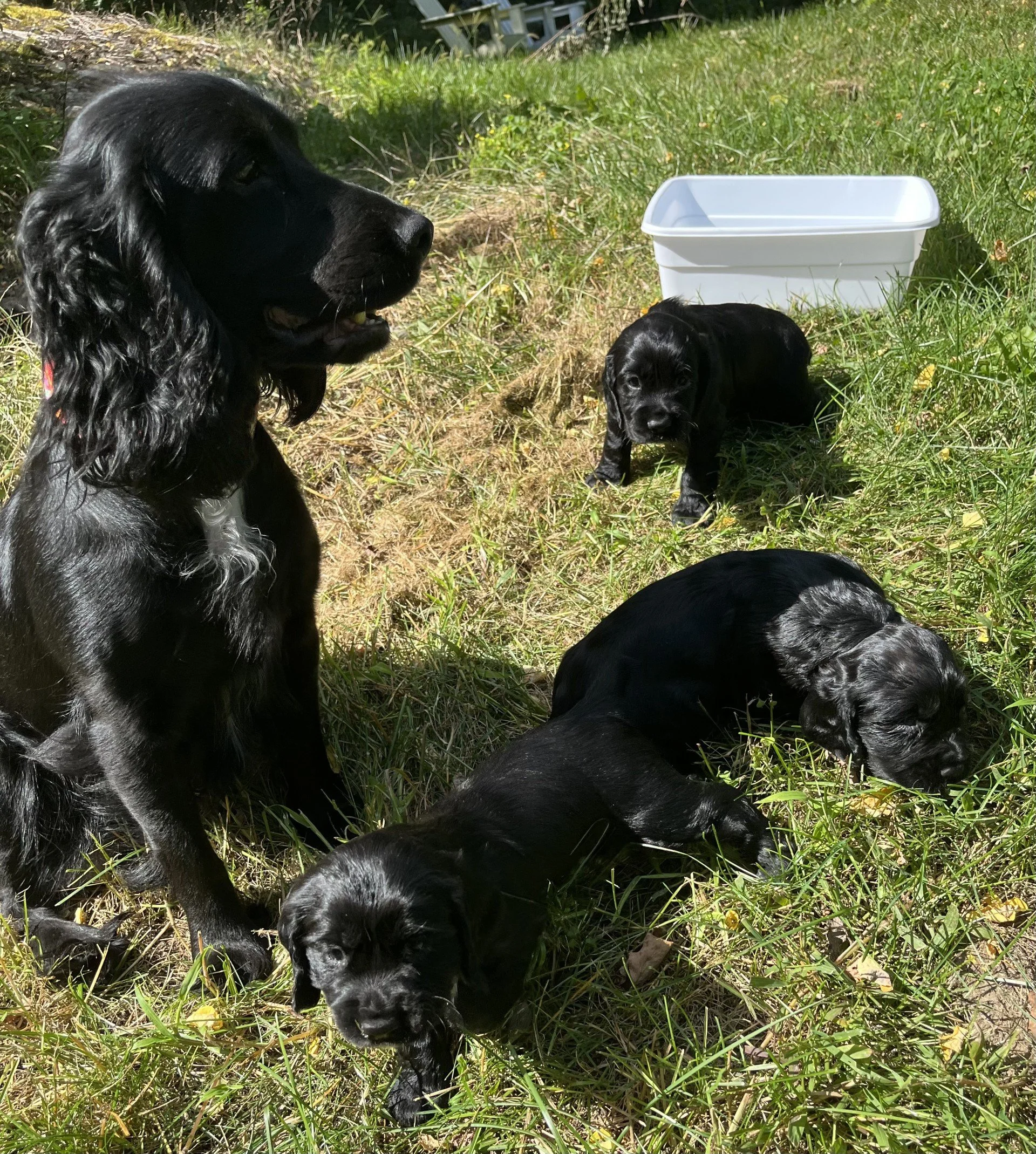 English Cocker Puppies