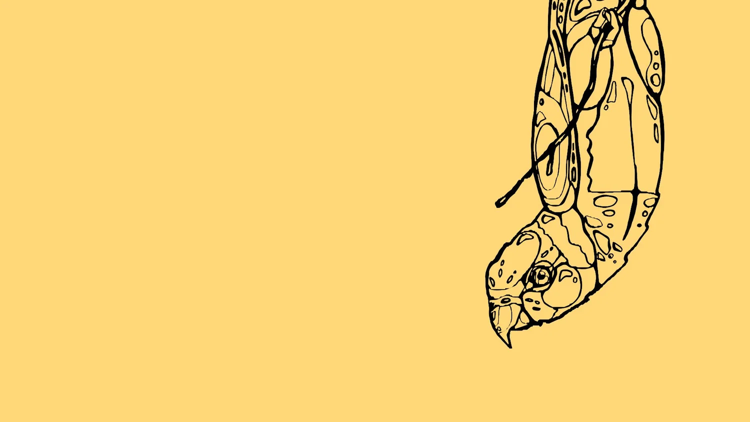 Nuggun other words — Dharawal Words