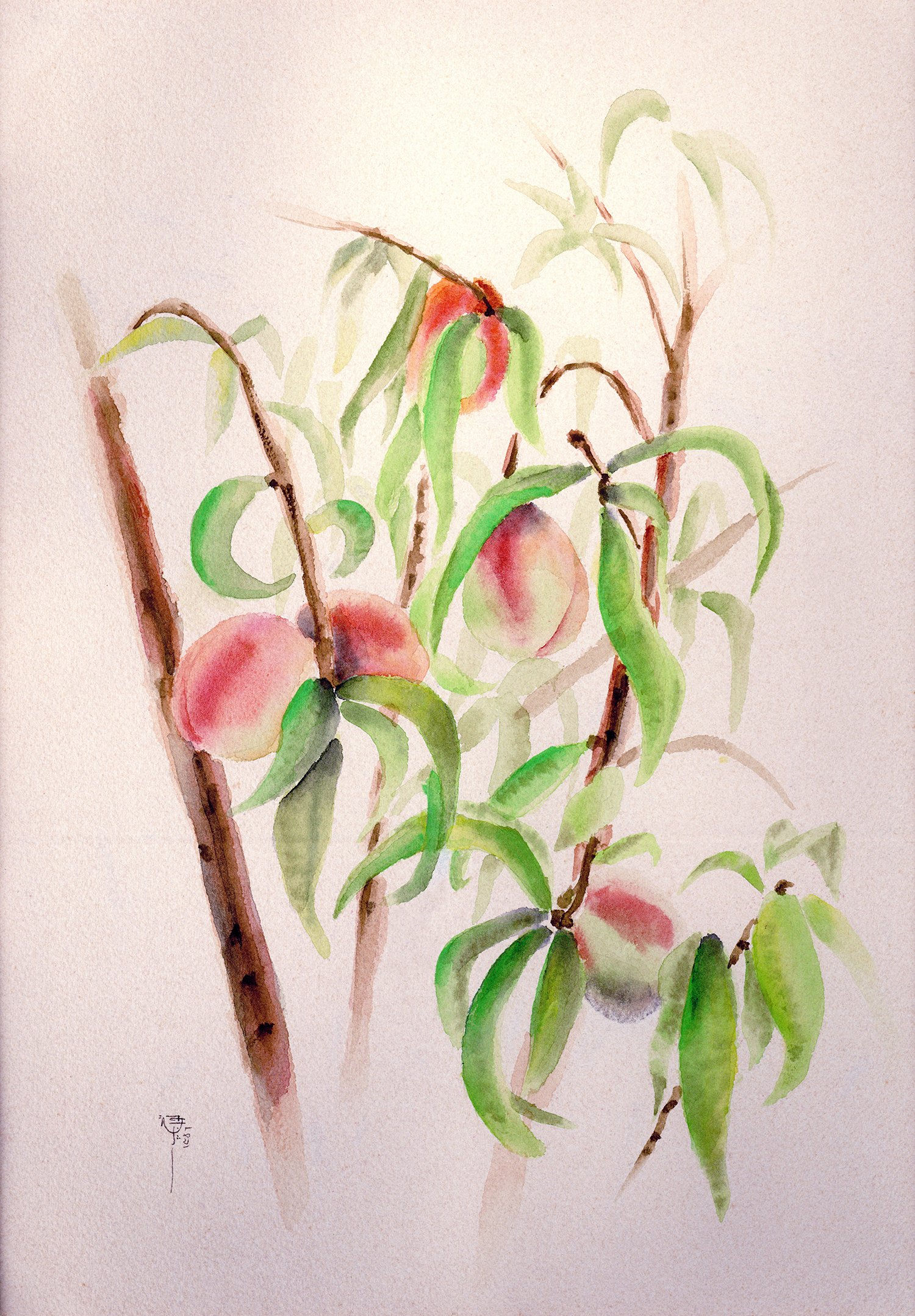 Apricot Tree (Watercolor)   11x17  1974