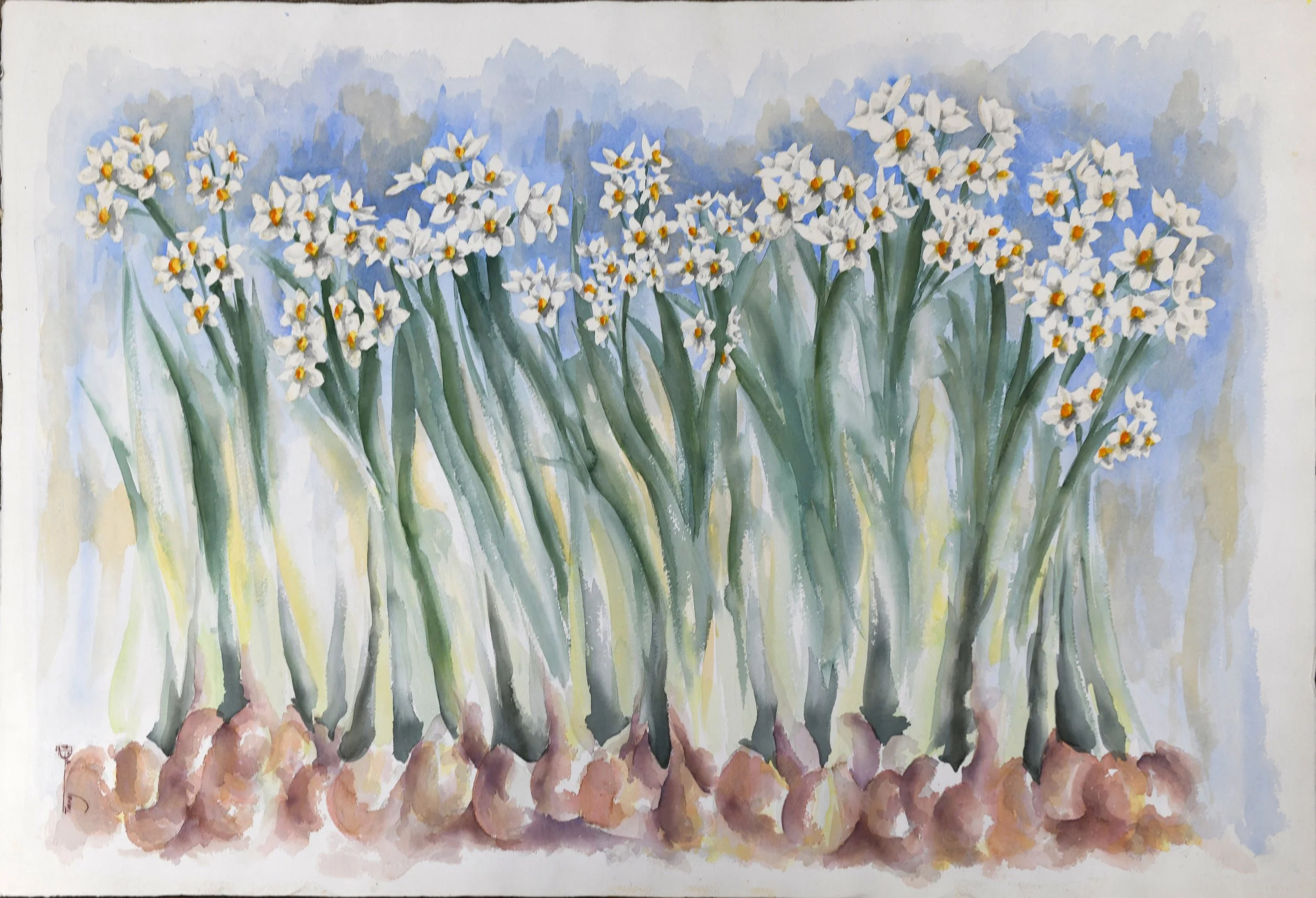 Narcissus (Watercolor)  22x30   2000