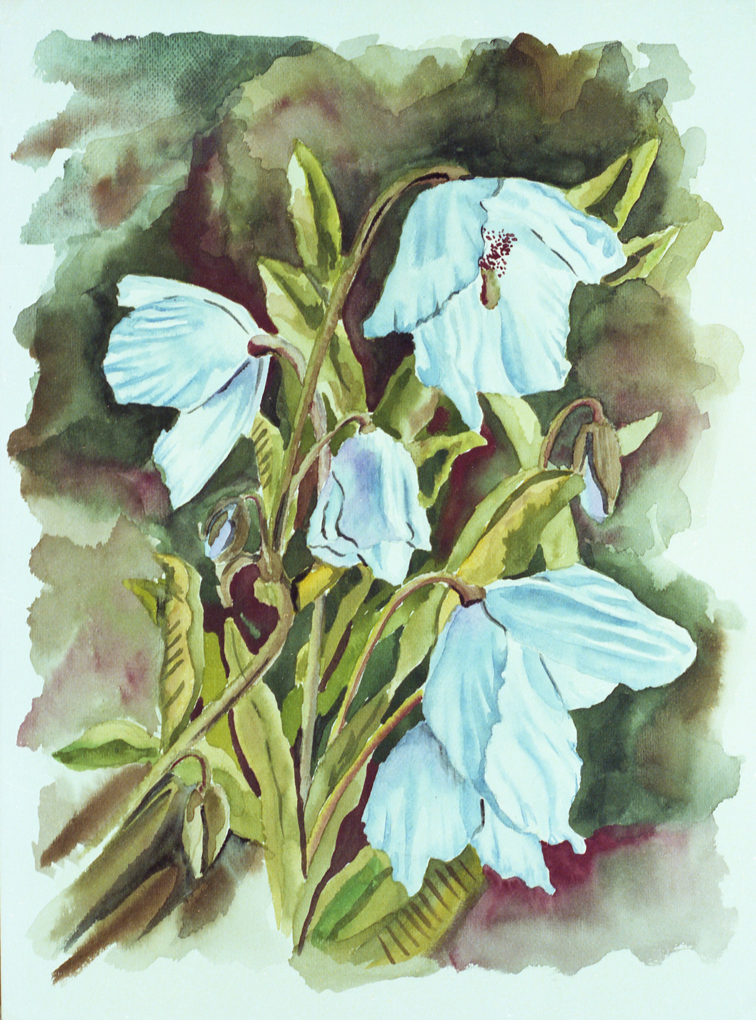 Blue Flower (Watercolor)  11x17  1976