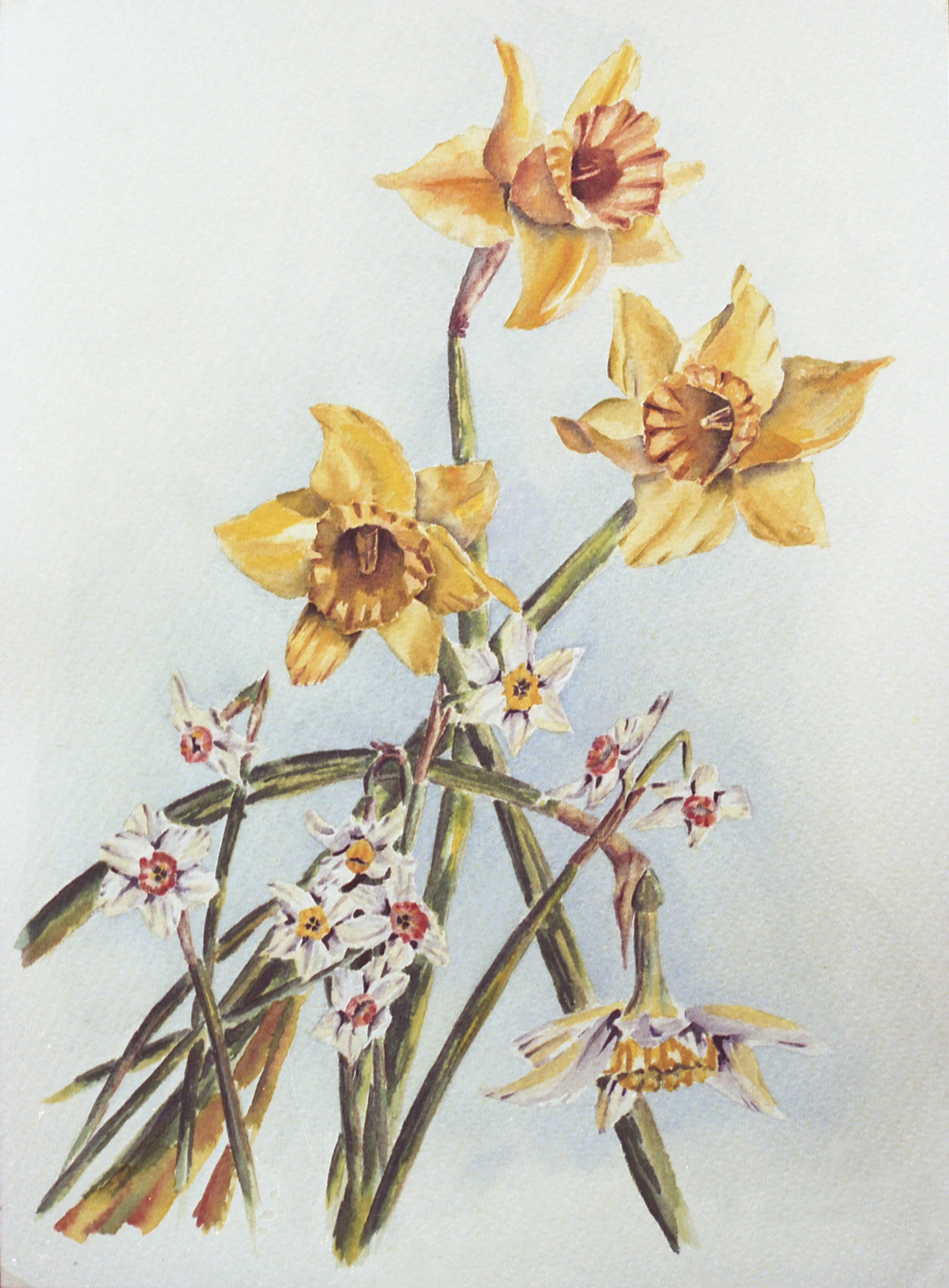 Narges (Watercolor)   9x14    1973