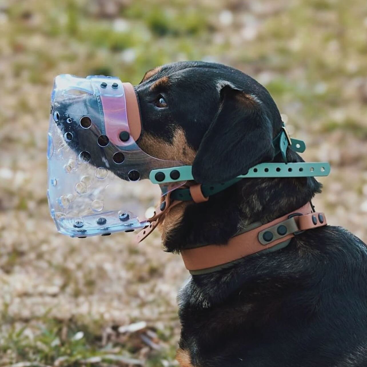 Chance decked out in Valisco from nose to tail 😍 Custom muzzle AND our popular handle collar! OBSESSED 🖤 
.
.
.
.
.
.
.
.
.
.
.
#vinylmuzzle #muzzle #muzzleup #muzzleddogsaregooddogs #biothane #biothanecollar #handlecollar #custommuzzle #biothanedo