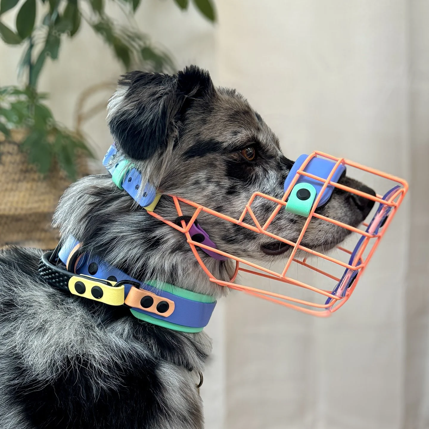 A little half collab with @bigsnoofdoggear for Valie&rsquo;s gear setup. 😍 Big Snoof does some great work with muzzles, and who doesn&rsquo;t love the powder coated baskets?! I couldn&rsquo;t resist. Sent my basket over to have it coated and made so