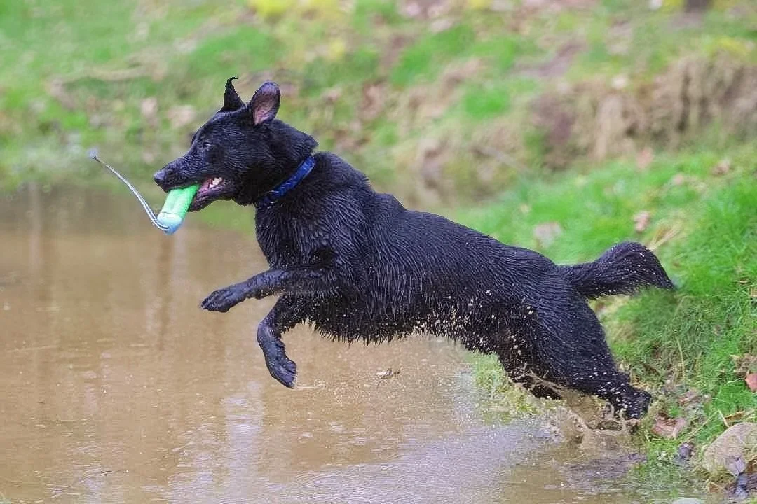 Jumping into the 3 day weekend like ⬆️ 

Our BioThane gear is great for ANY adventure! Korbyn is a dedicated service dog but loves to let loose off-duty as a flying puddle enthusiast. Heather never has to worry about our gear though! &ldquo;He wears 
