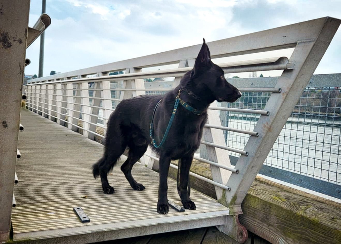 Hunter green is absolutely his color ✨
⬇️ What colors are your pup&rsquo;s?

.
.
.
.
.
.
.
.
#biothane #biothanecollar #biothaneleash #biothanegear #doggear #germanshepherd #huntergreen