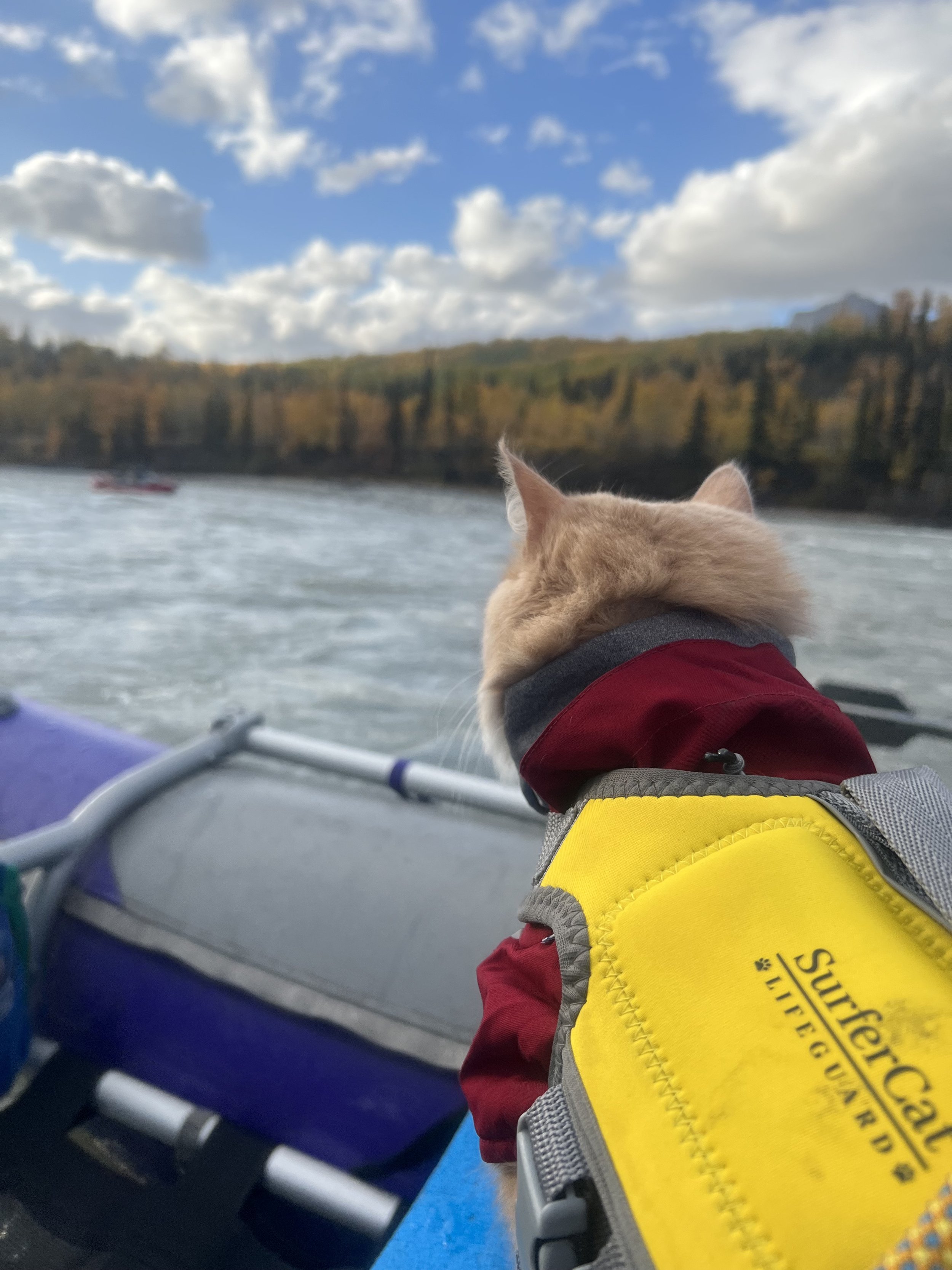 Adventure Cat Rafting 