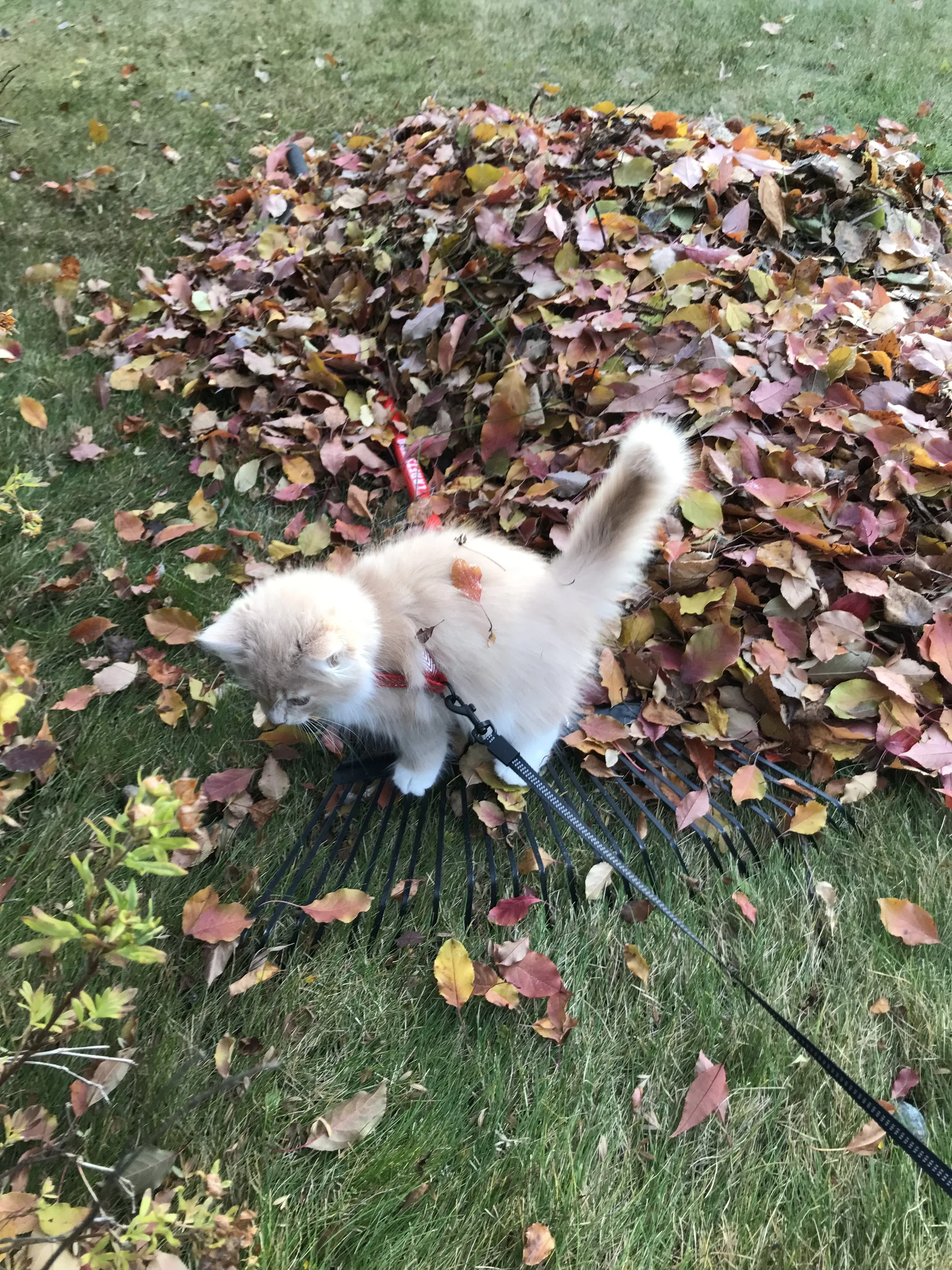 Adventure Kitten Training 