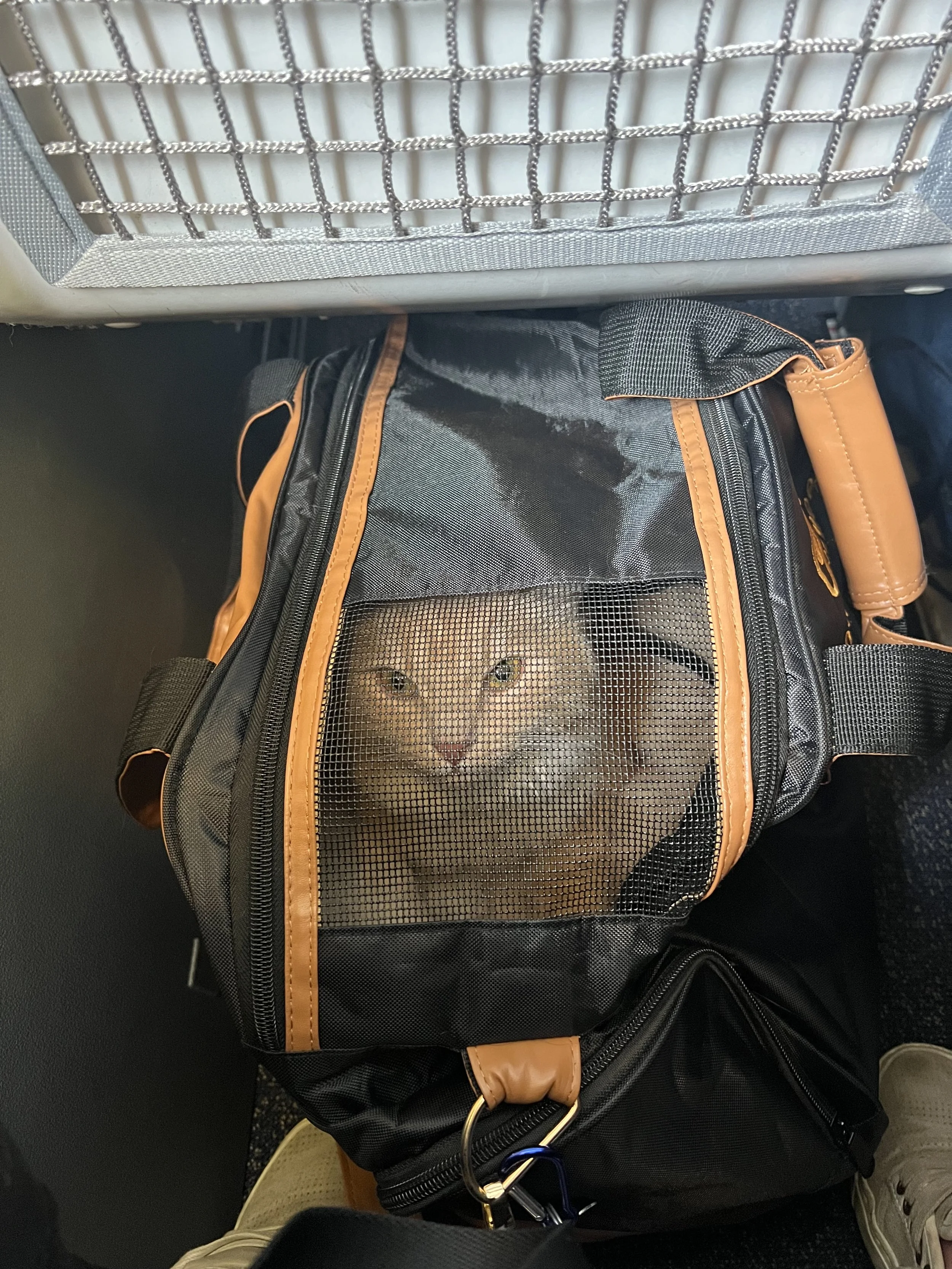 Adventure Cat on a Airplane