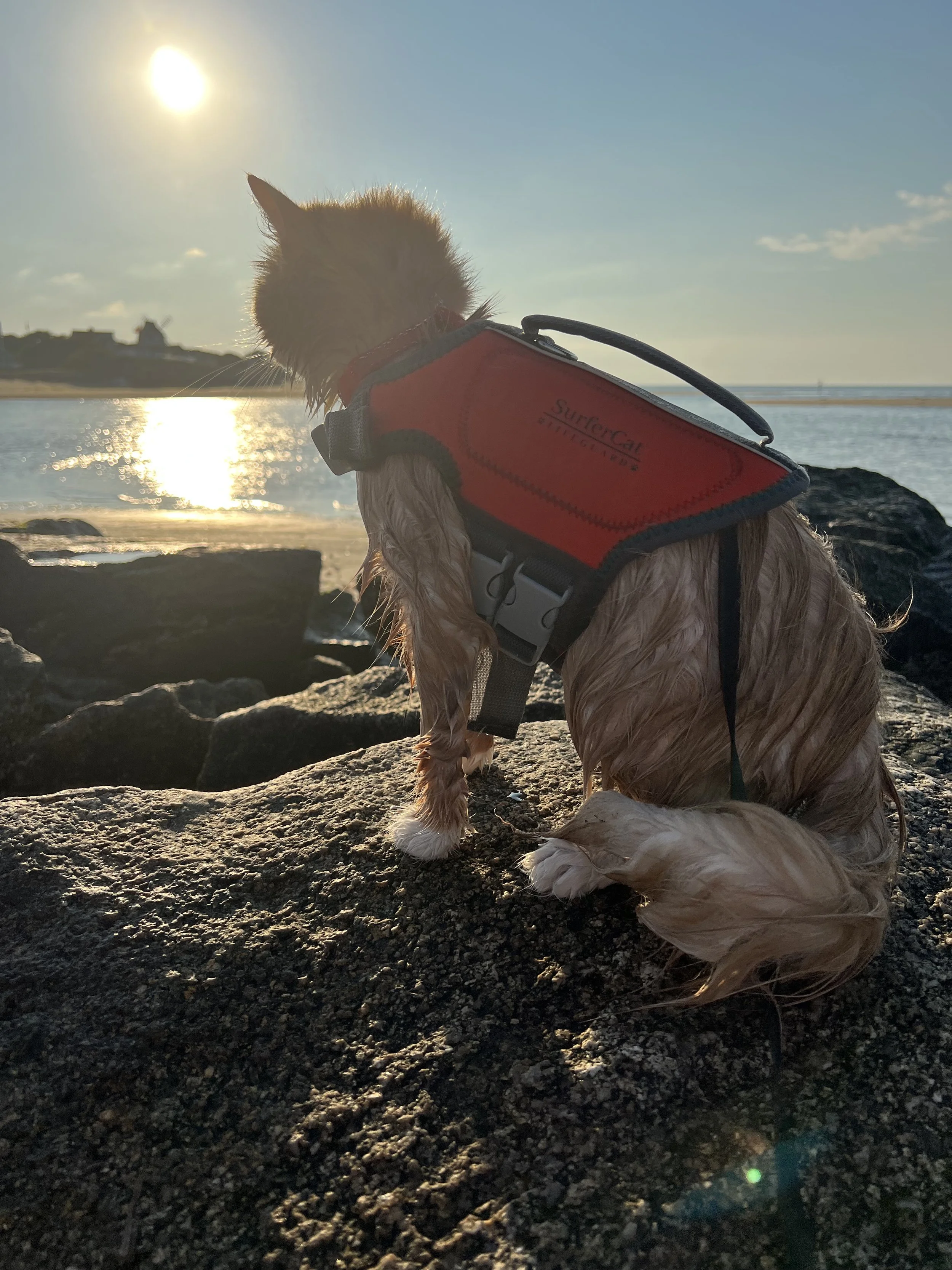 Cat Life Jacket 