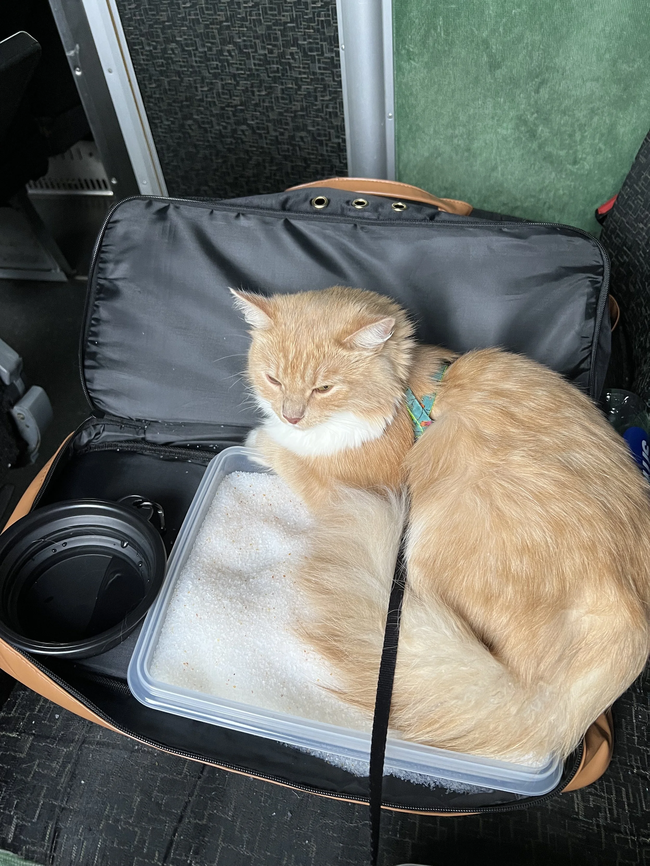 Cat Travel Bag