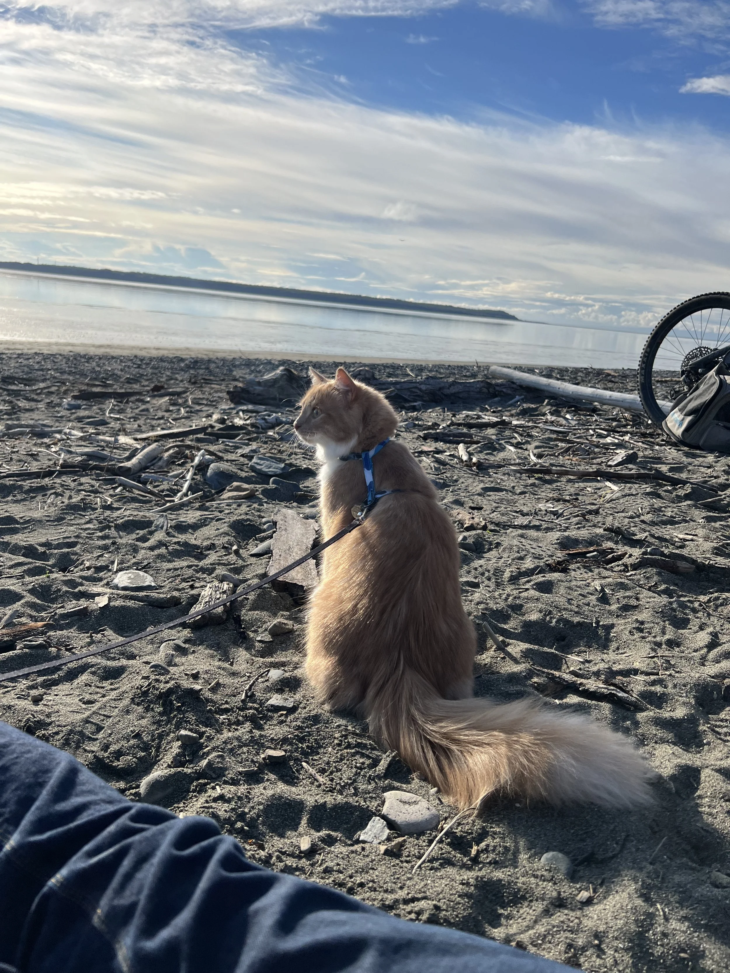 Adventure Cat Meowtaineer Beach Life