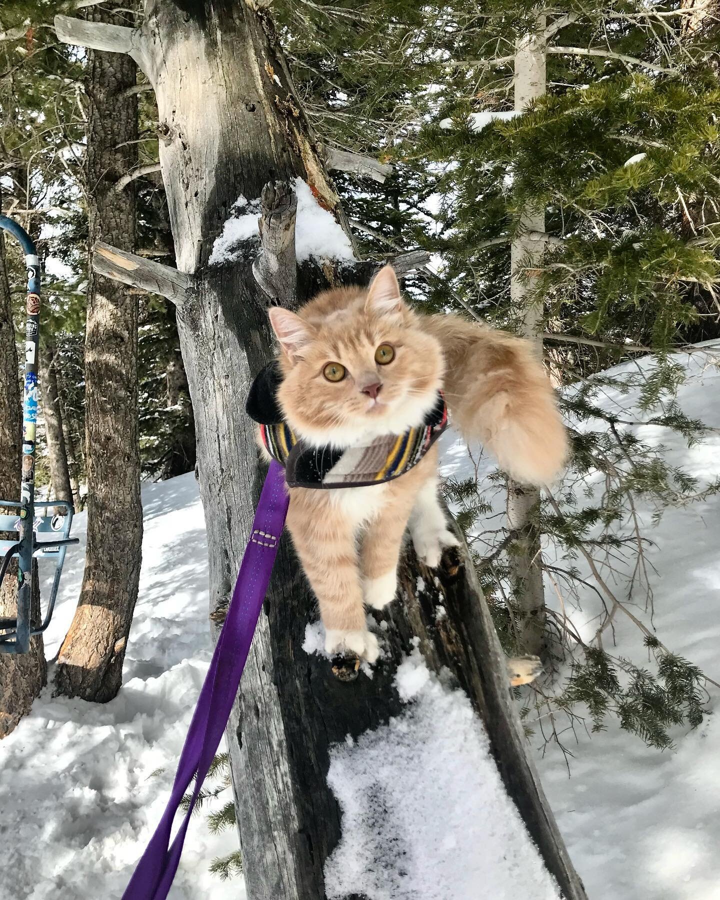 Throwback! This was Petra&rsquo;s first day skiing! 🤘

#aspensnowmass #skiingcat #aspenhighlands #adventurecat #coolcat #meow #meowtaineer