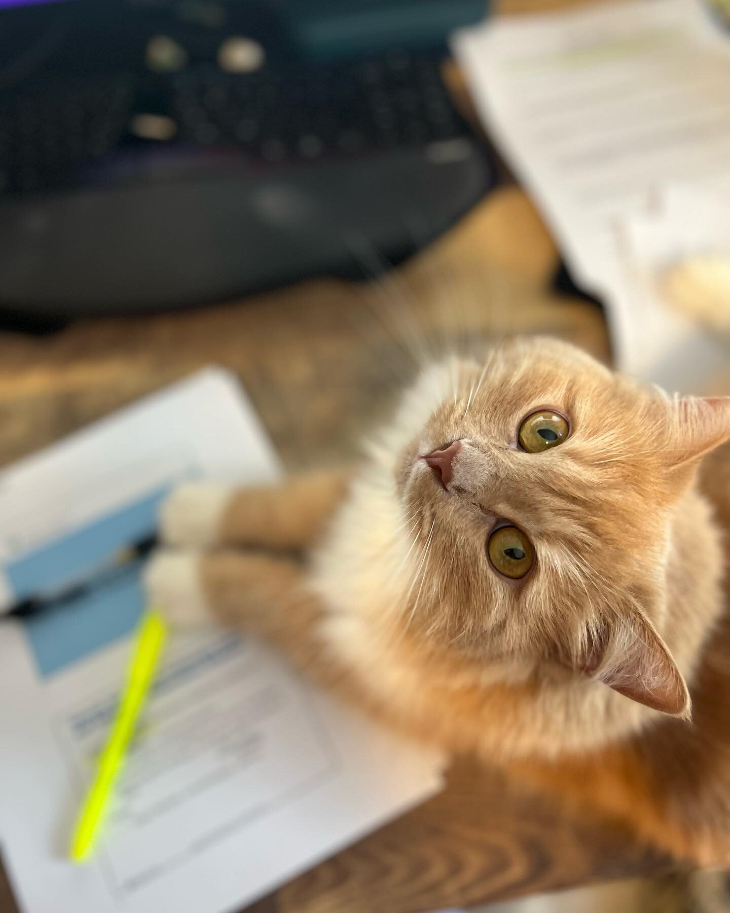 Hi! We are still here. Just studying and doing knee rehab. 📓 💪 

Adventures to come! 

#studybreak #meowlife #cutecat #siberiancat #catsmeow #siberiancatlover #catsofinstagram #catstagram