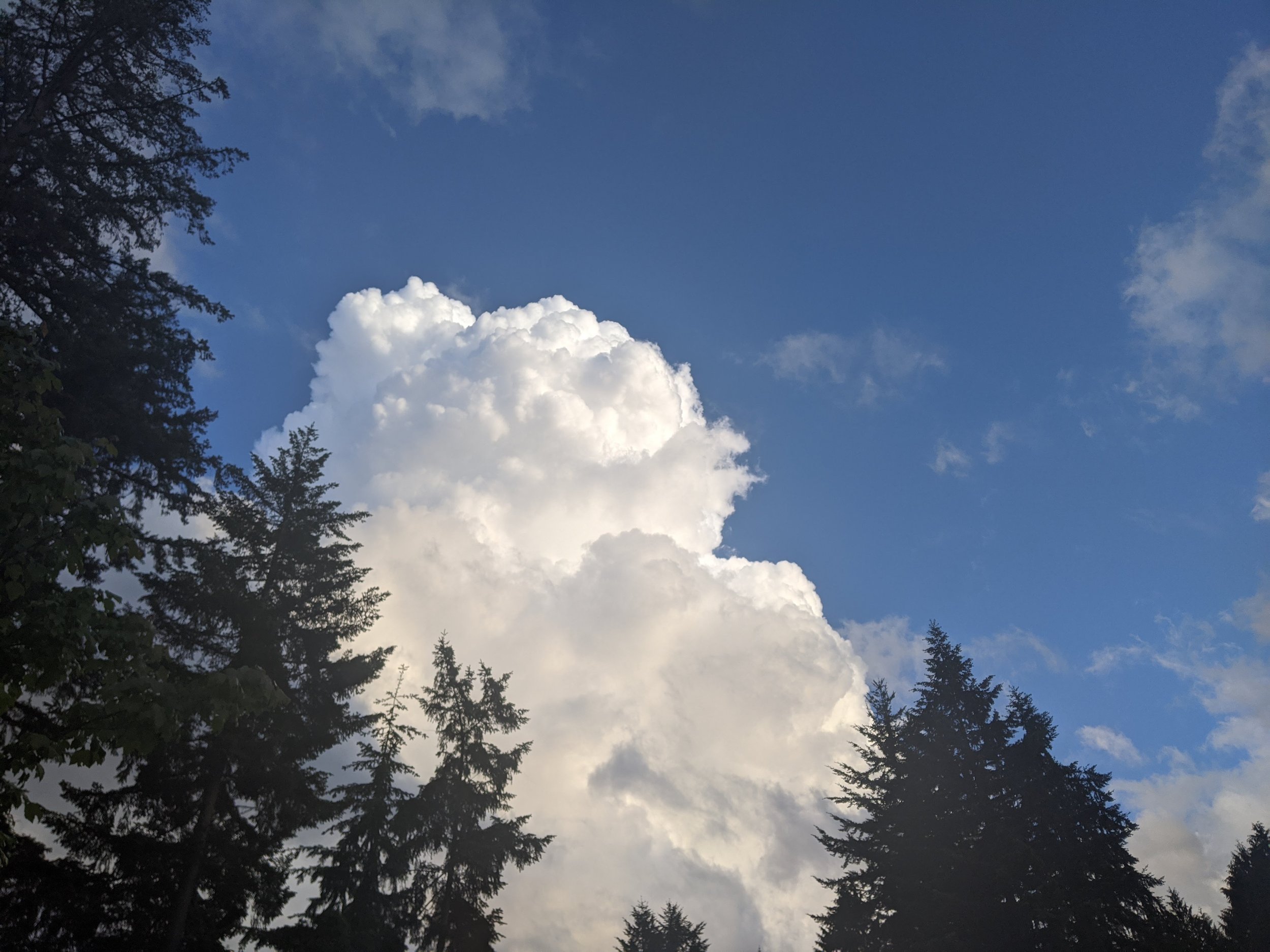 Blue sky with a large white cumulus cloud and silhouettes of tall evergreen trees.