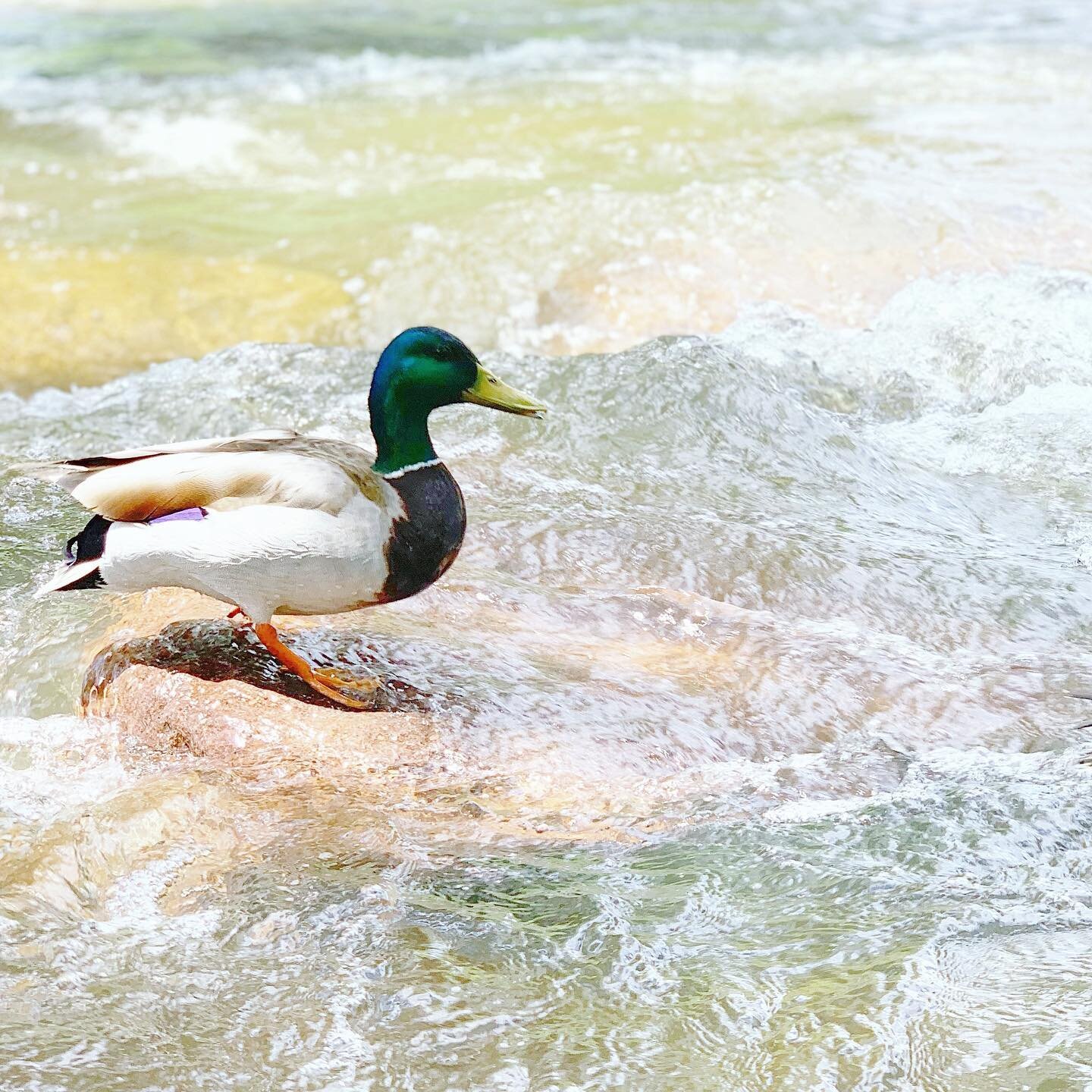 afternoon entertainment 🦆 #colorsofcreation