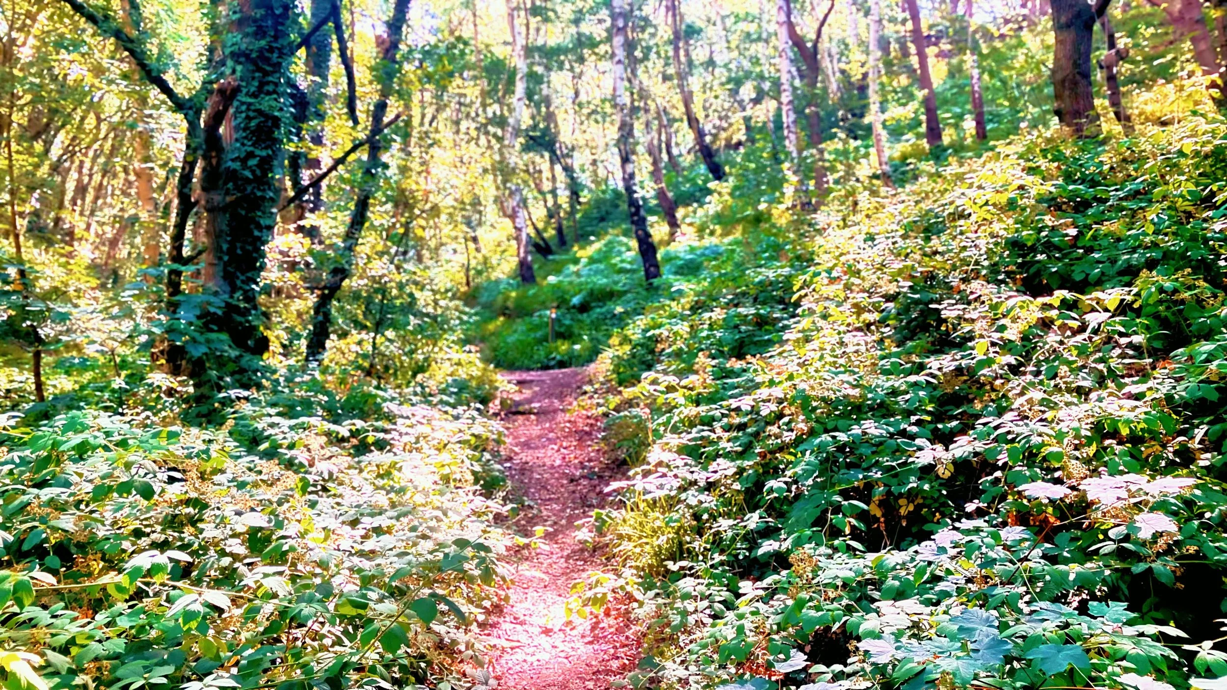 heroine's journey illustrated by a path in the woodland