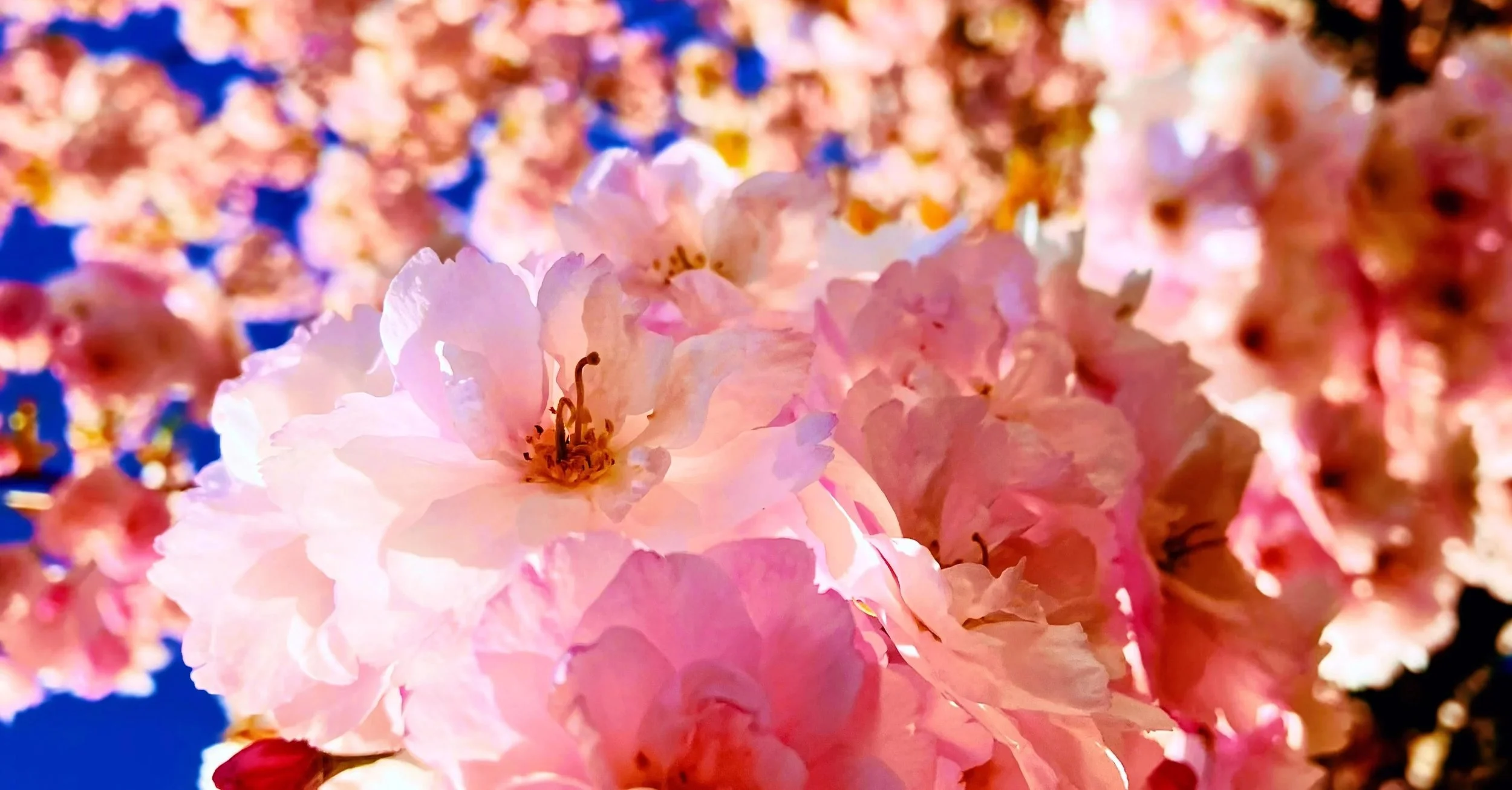 Blossom for spiritual healing womens circle in Bristol