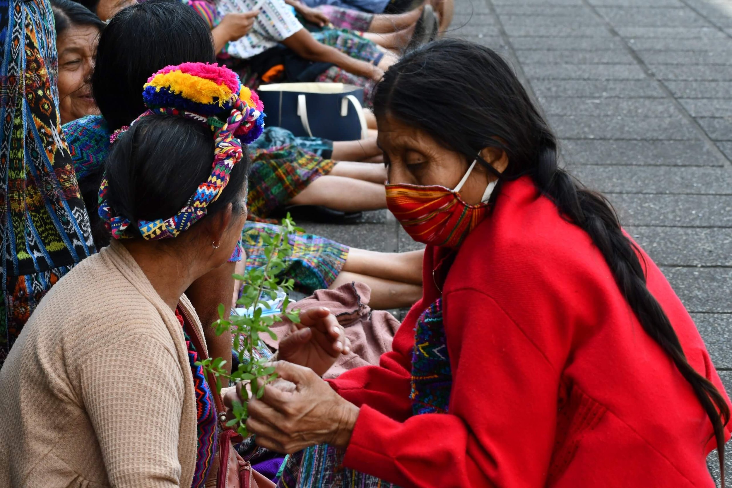  Durante la lectura de la sentencia, las mujeres indígenas que  acompañaron el proceso, recibieron ramas de ruda, menta y albahaca. 