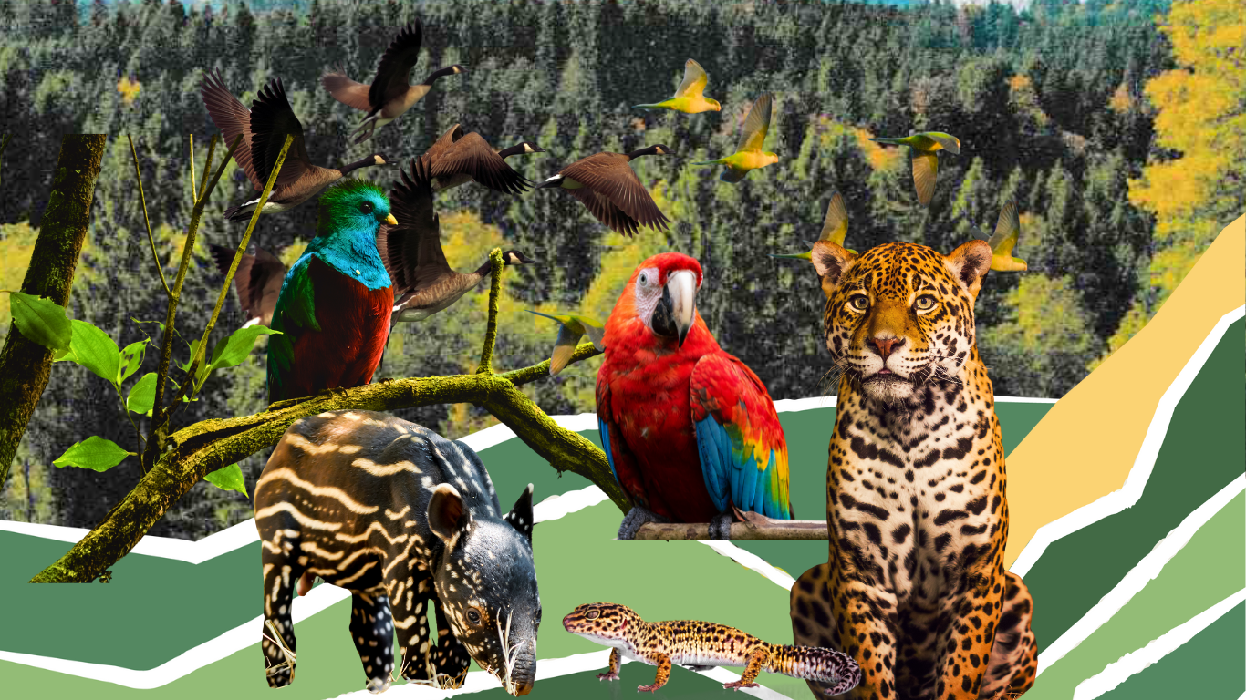En América Latina la vida silvestre está en riesgo — RUDA