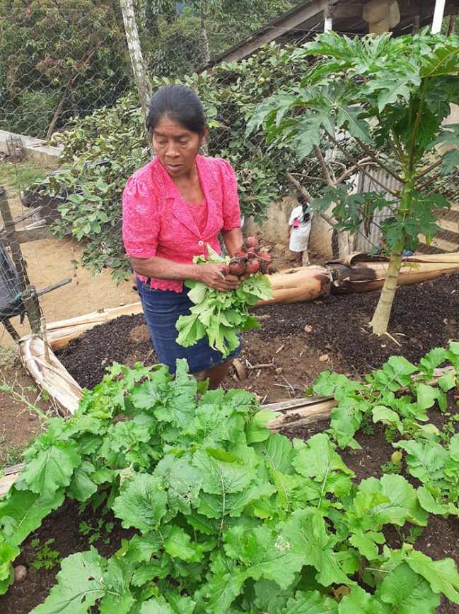El rescate, la preservación y la siembra de semillas nativas y criollas ...