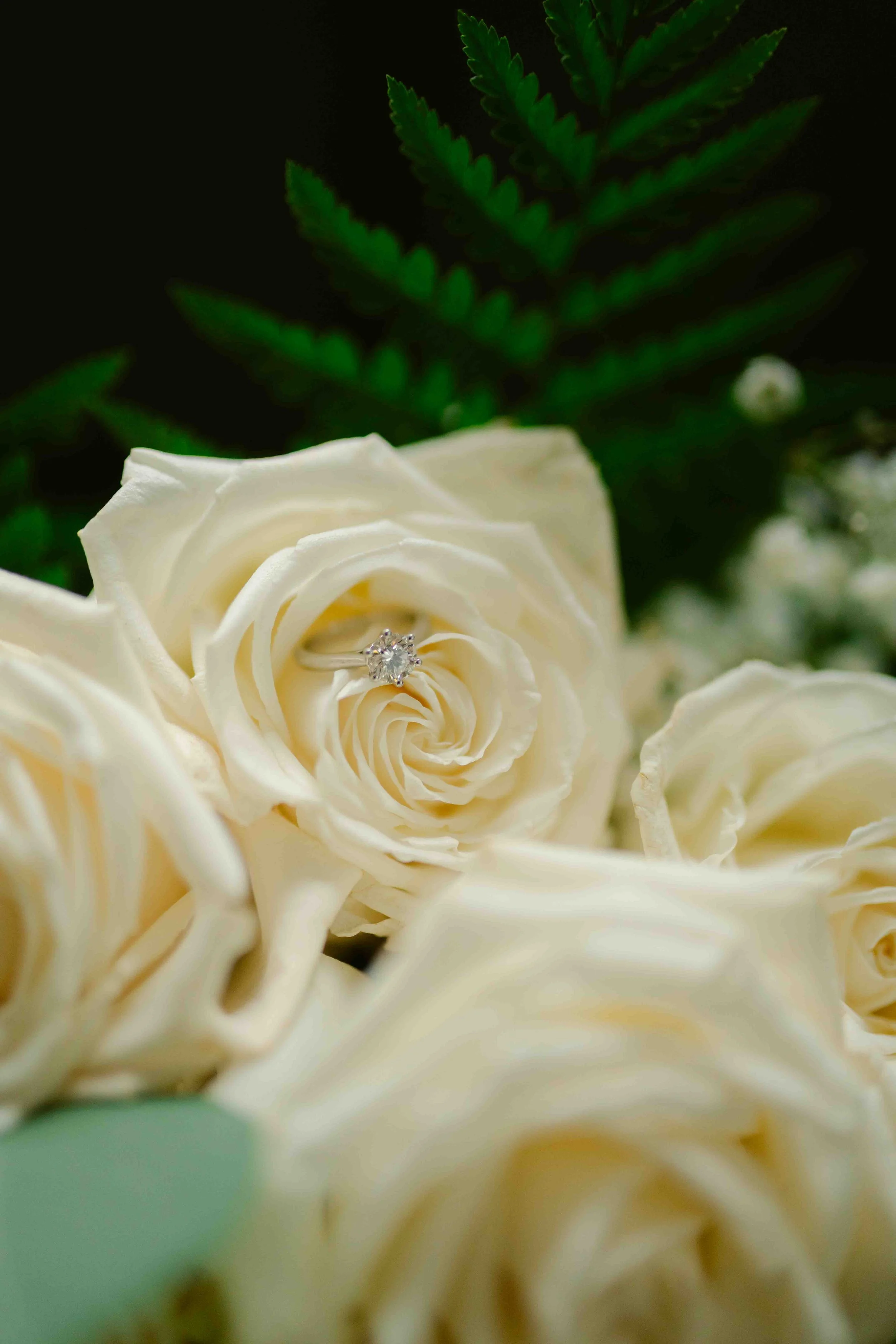 A close-up of white roses with an engagement ring placed in the center of one rose, and green fern leaves in the background.