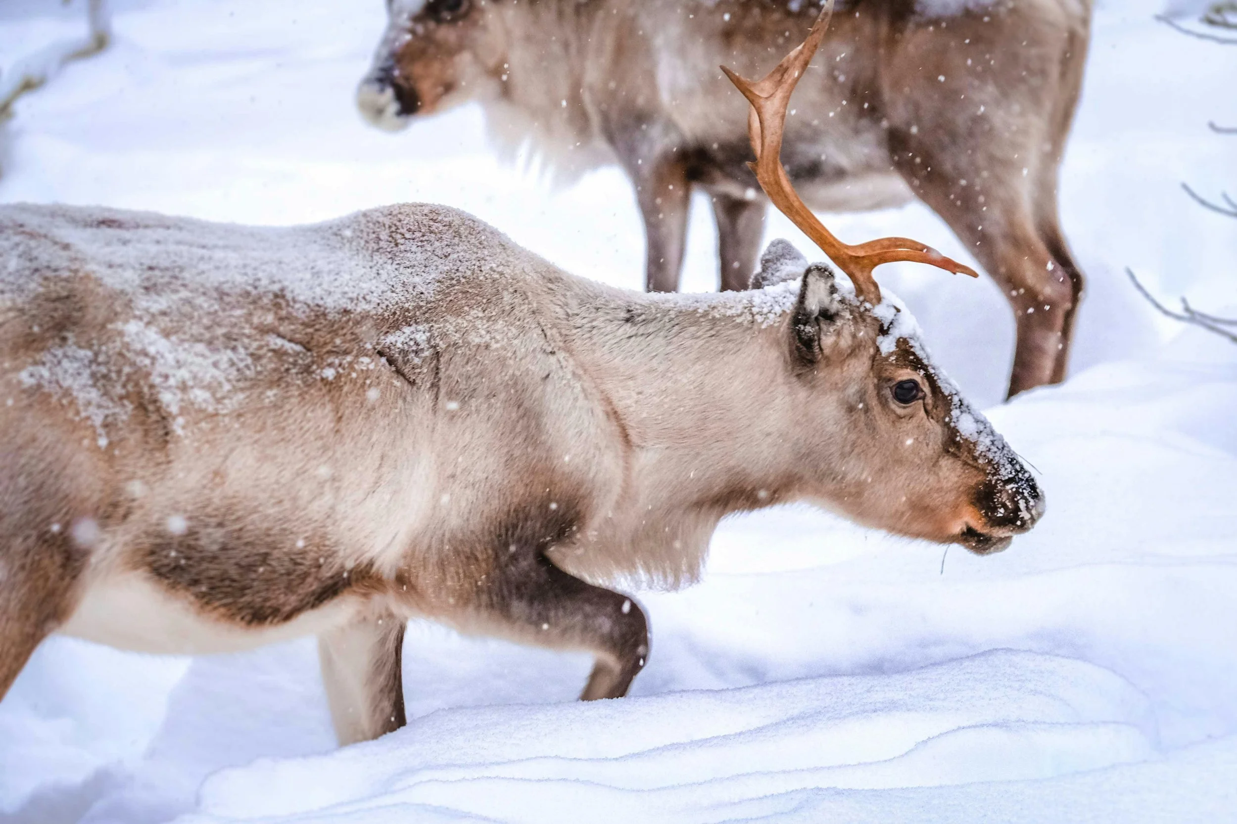Gros plan sur un renne adulte marchant dans la neige fraîche en Laponie. L'image évoque l'expérience unique de la faune arctique lors d'un séminaire Aylo Montagne.