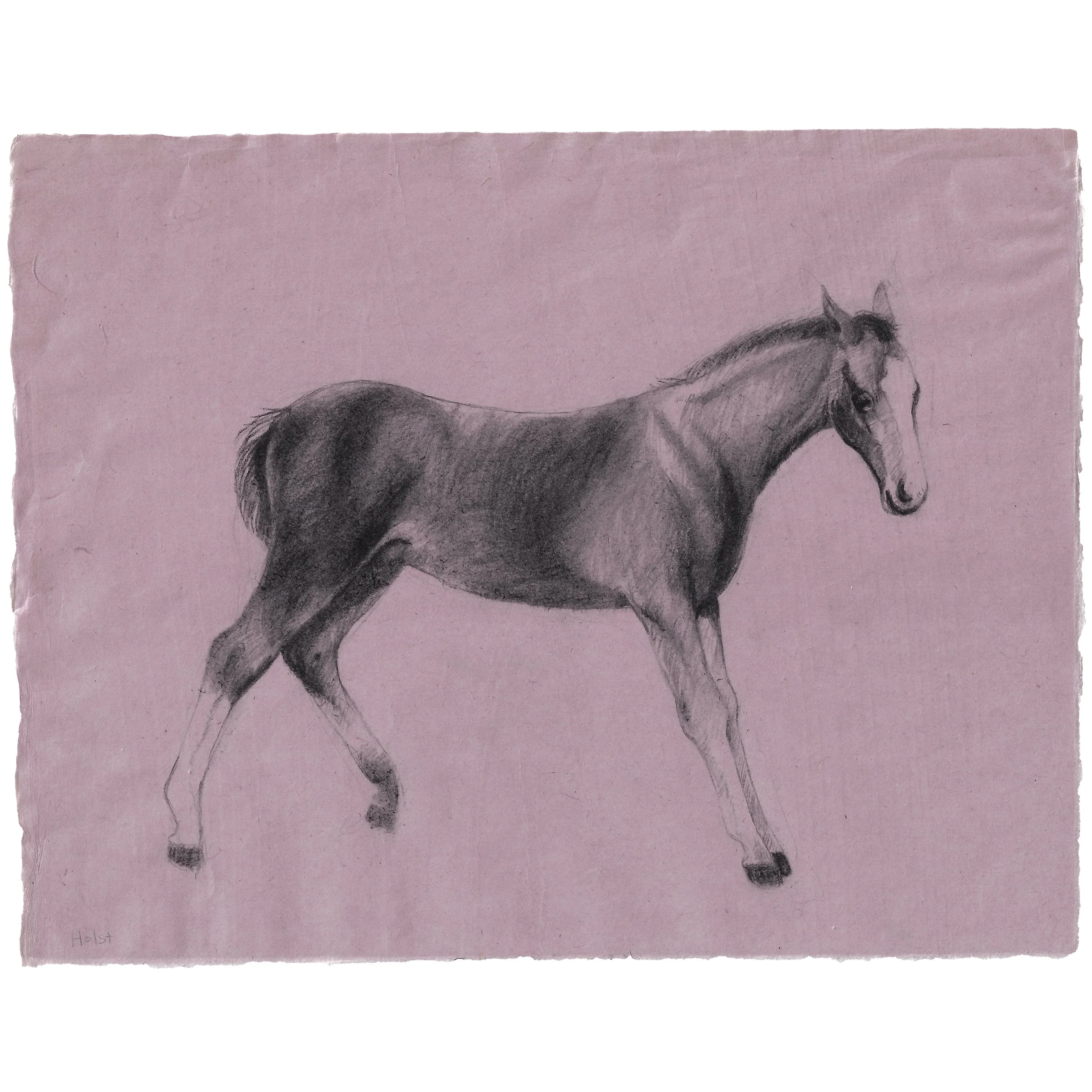 sqholst_foal_7x9_inches_2026 copy 2.jpg