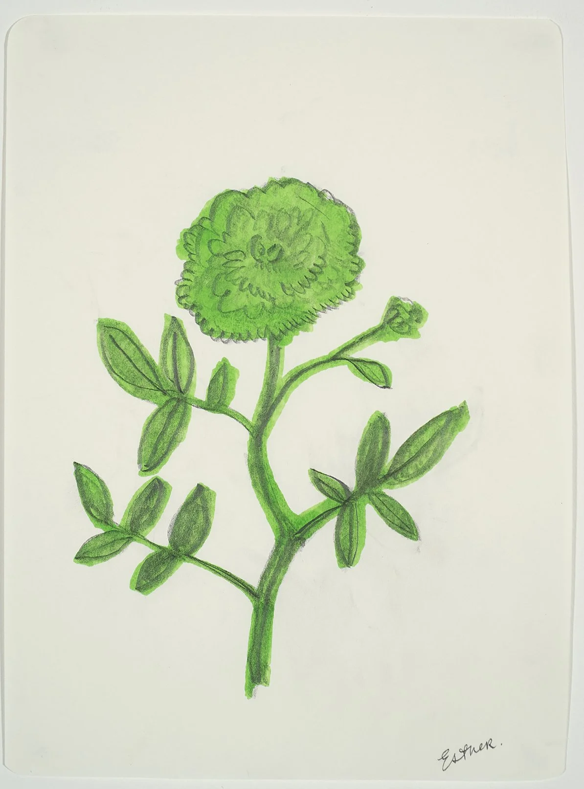 Esther Suzanne Scott  
/ Study for Green Coloured Rose
2026 / 9 3/4 x 7 1/4"
pencil and marker on paper
$275
click to purchase