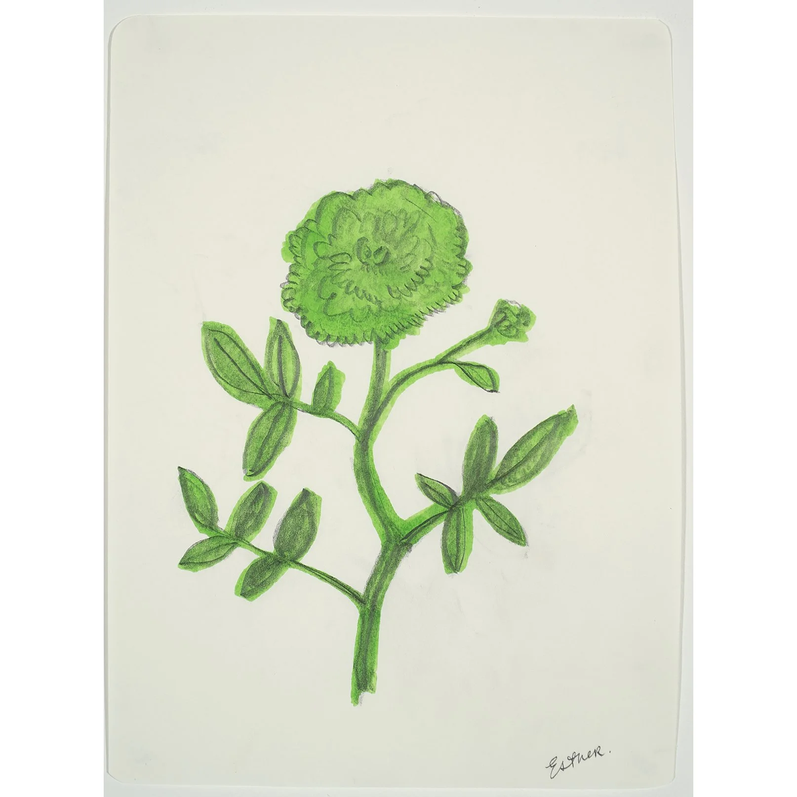 sq-scott_green_cloured_rose_9.75x7.25_inches_2026 copy 2.jpg