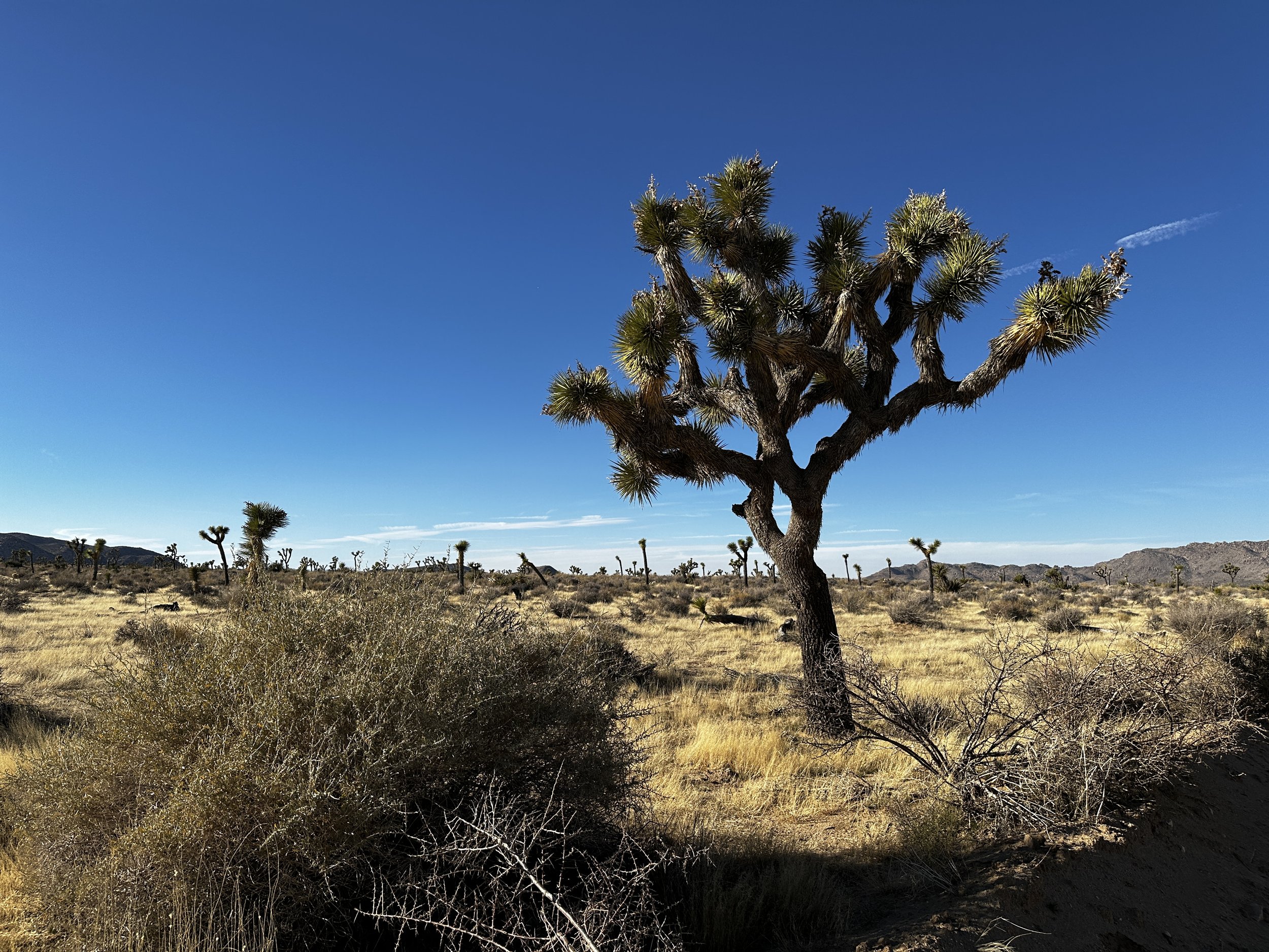 Joshua Tree National Park