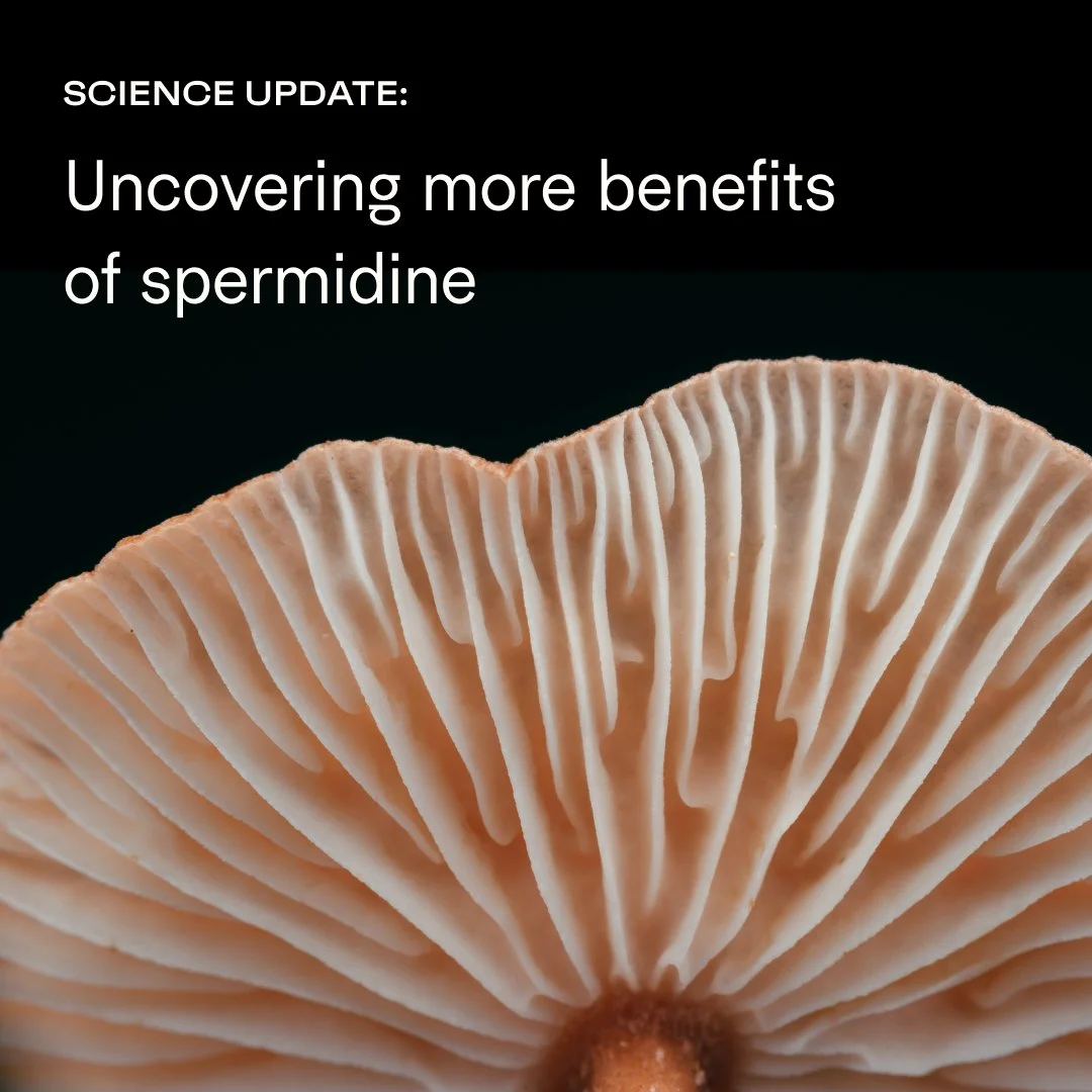 TH_IG_ Spermidine-New-Research.jpg