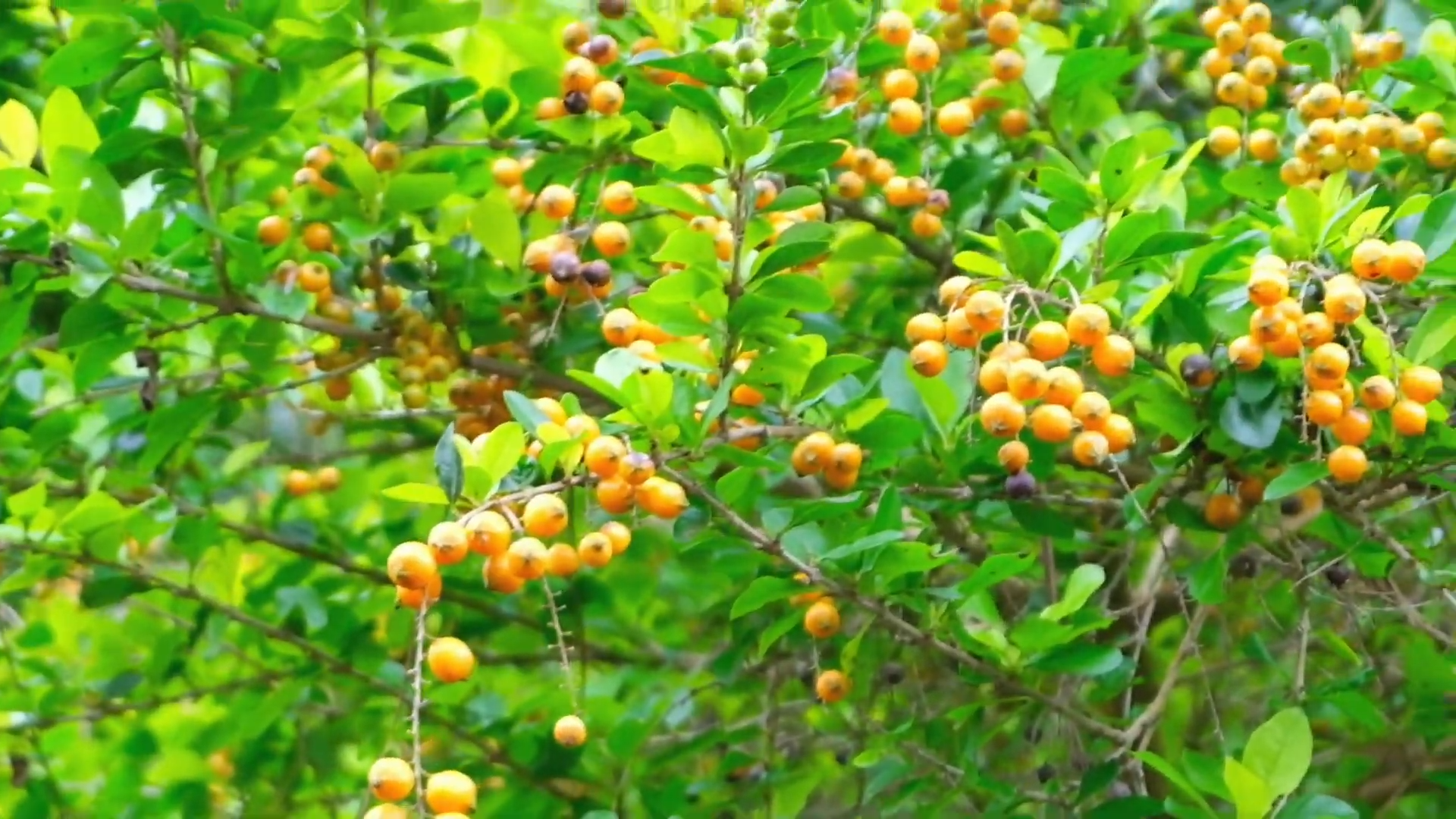 Laos coffee farm at bolaven plateau in Pakse Southern Laos