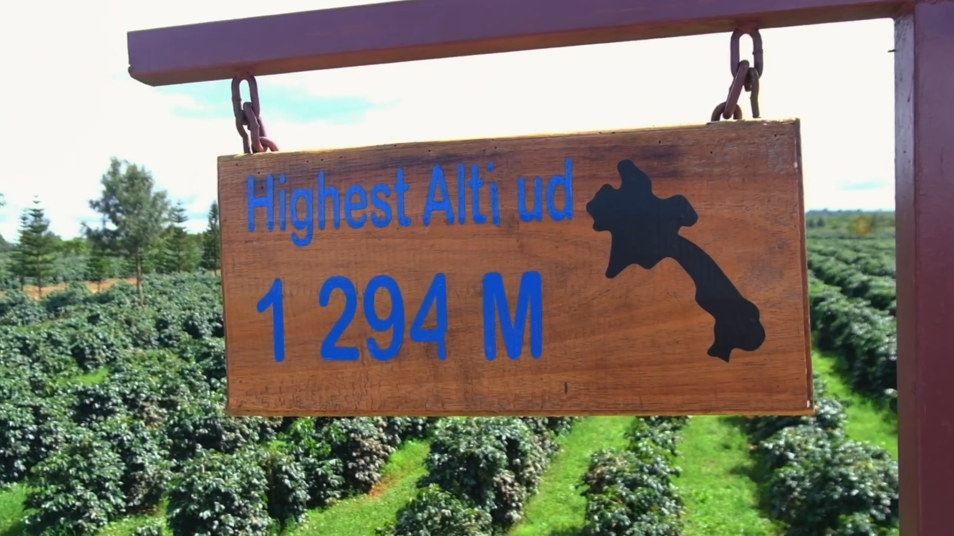 Laos coffee farm at bolaven plateau in Pakse Southern Laos
