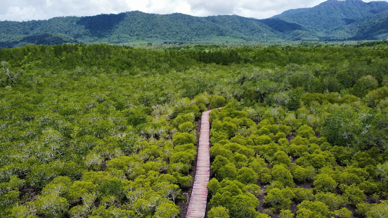 Mu Ko Chang National Park Salak Phet Mangrove Forest
